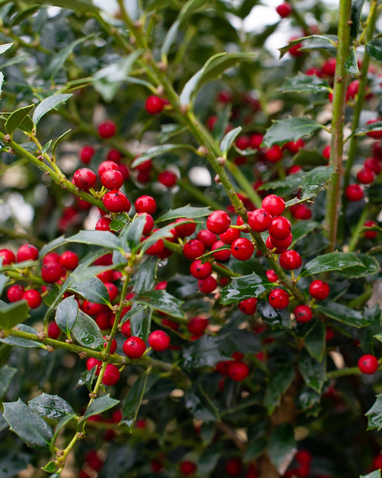Christmas Jewel Holly | Order Online | Treeland Nursery