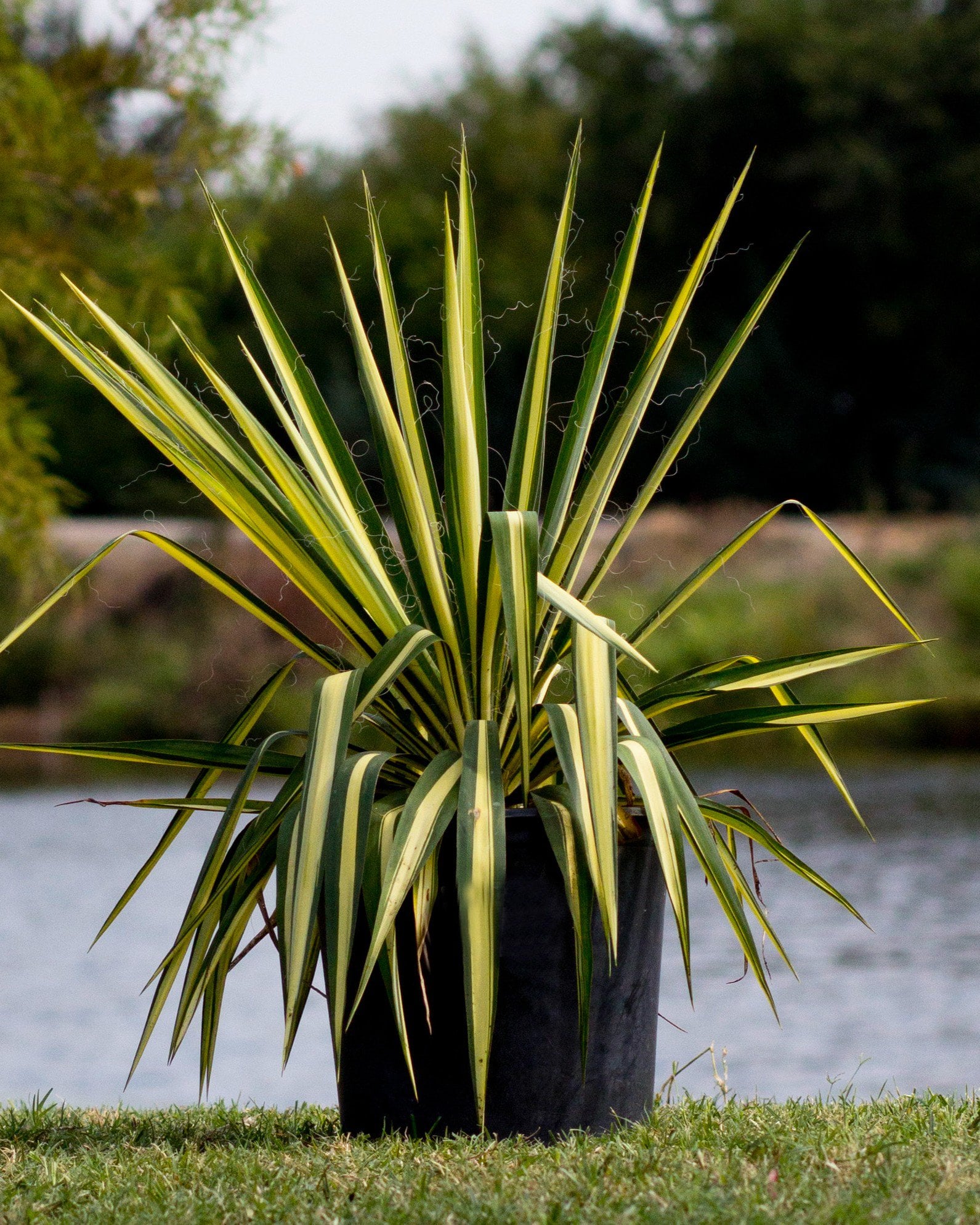 Color Guard Yucca | Order Online | Treeland Nursery