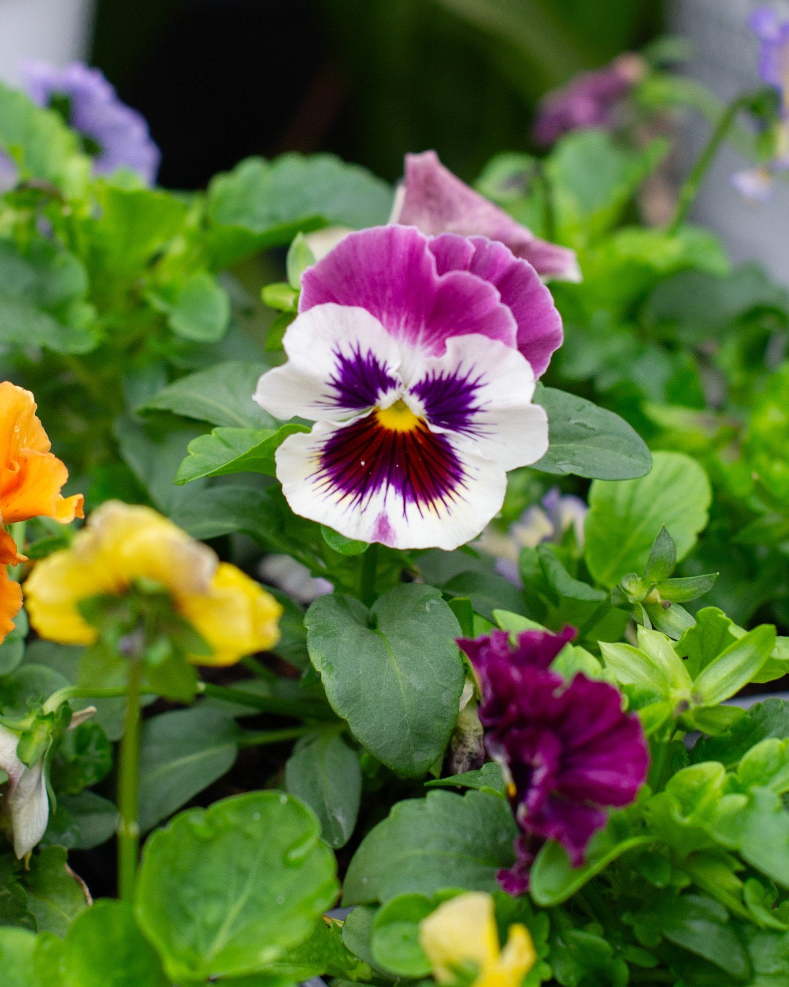 Cora XDR Mix Vinca | Order Online | Treeland Nursery