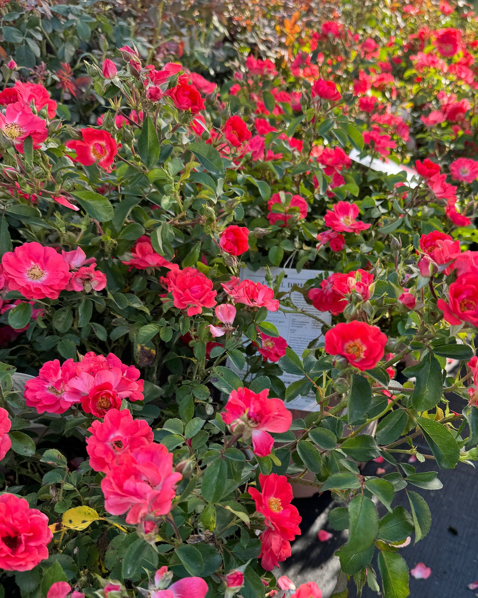 Red Sunblaze Rose | Order Online | Treeland Nursery