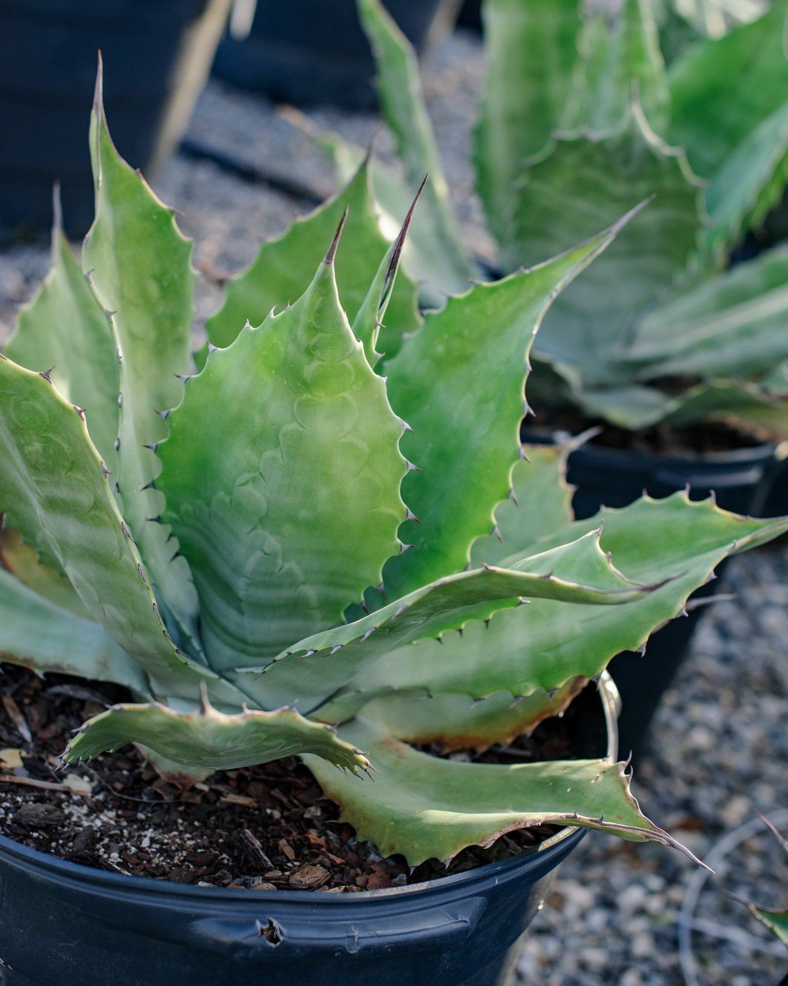 Blue Glow Agave | Order Online | Treeland Nursery