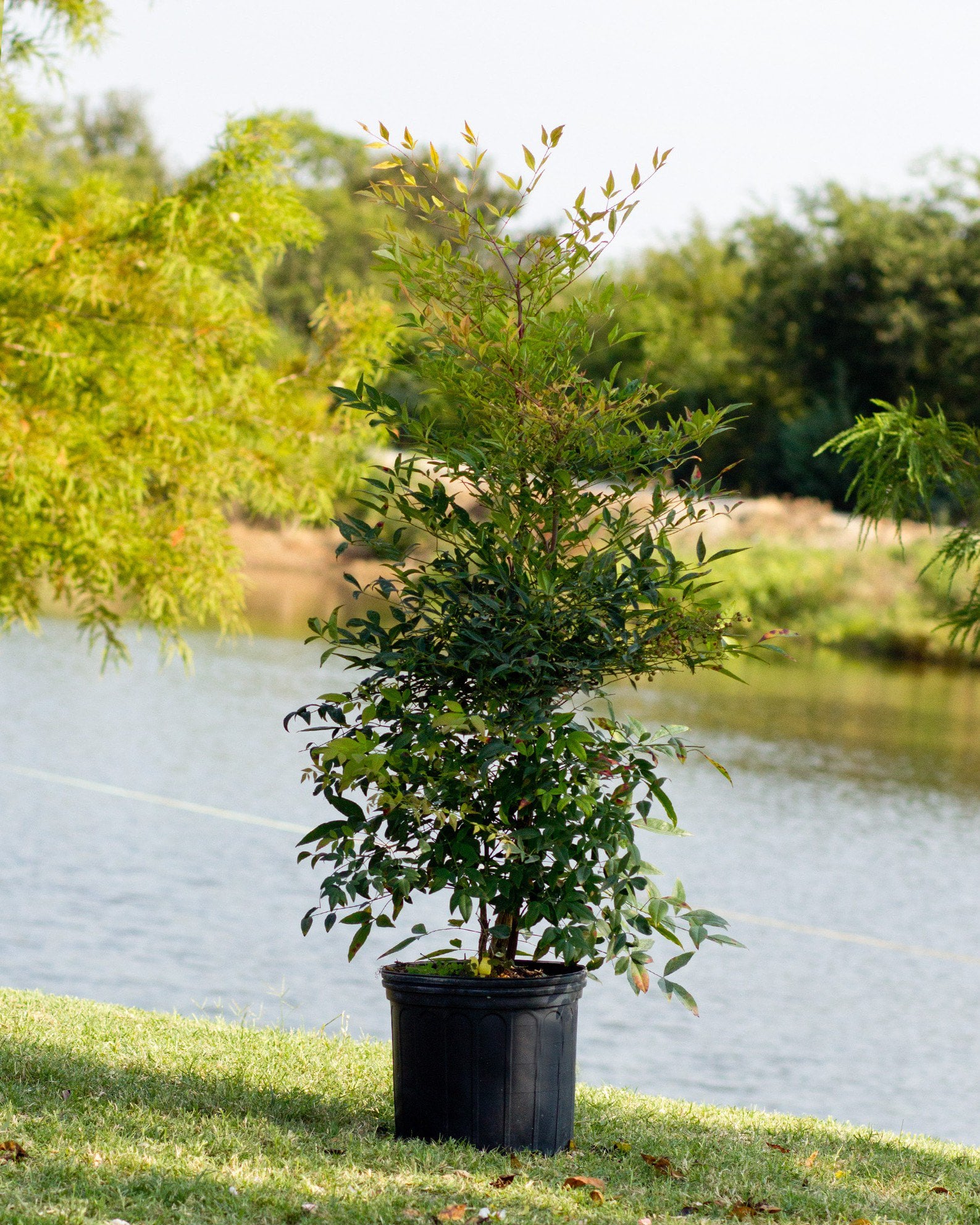 Asiatic Jasmine Snow-N-Summer Trellis | Order Online | Treeland