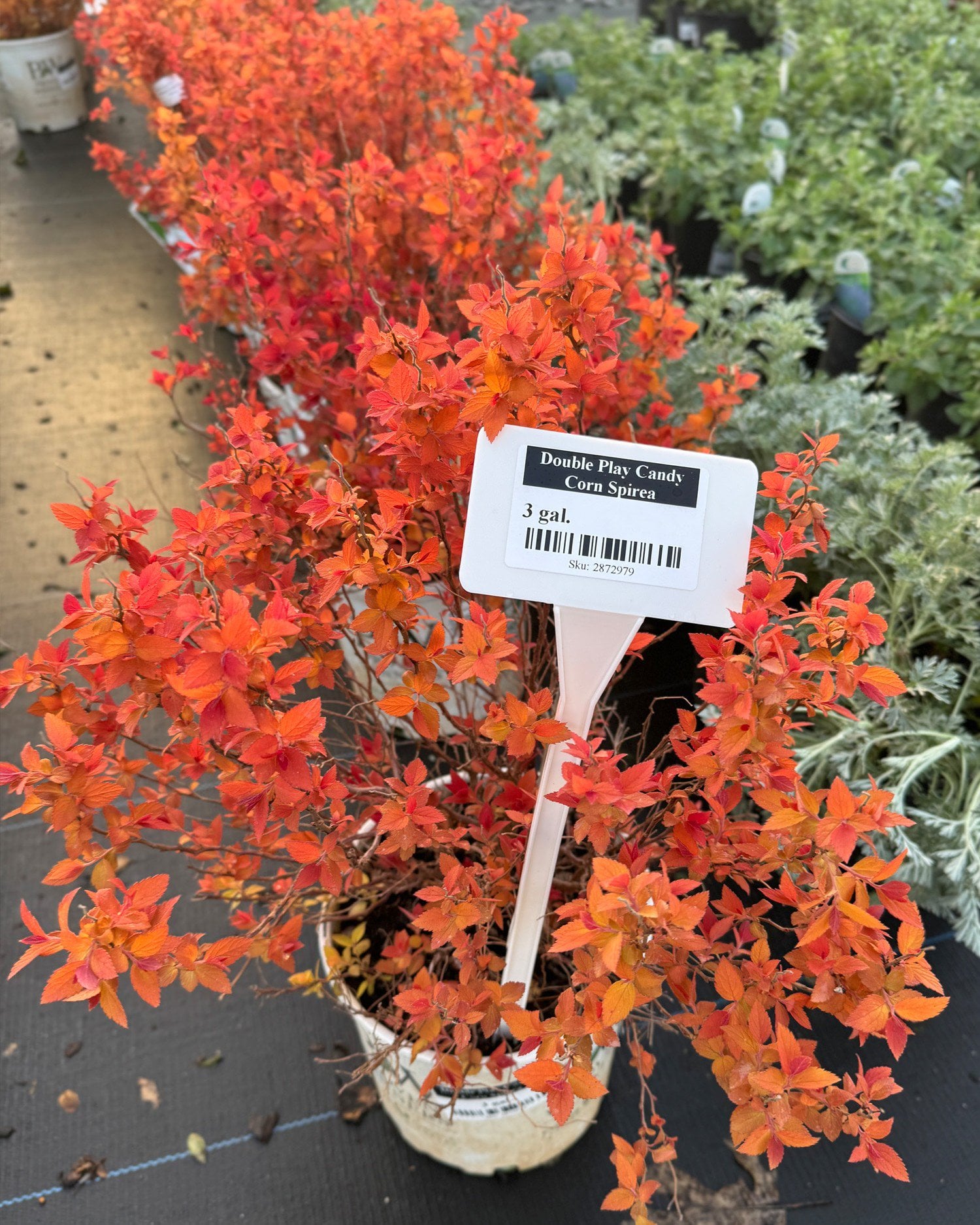 Double Play Candy Corn Spirea | Order Online | Treeland Nursery