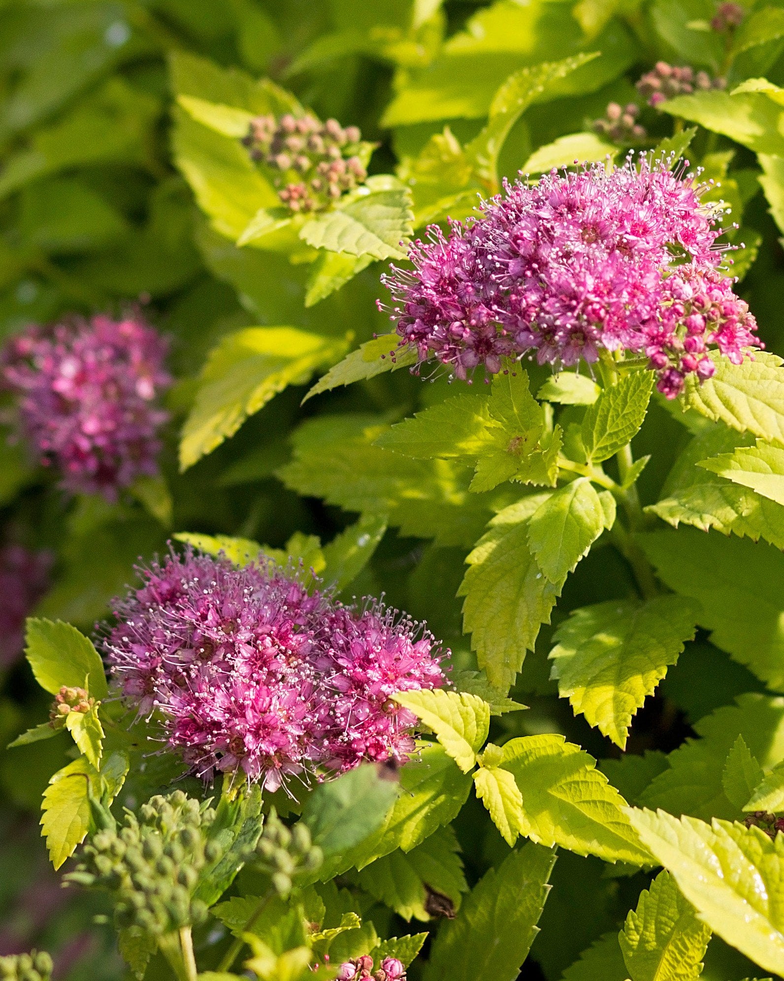 カラ ダブルフラワーカービング Double Play Candy Corn Spirea | Order Online | Treeland Nursery