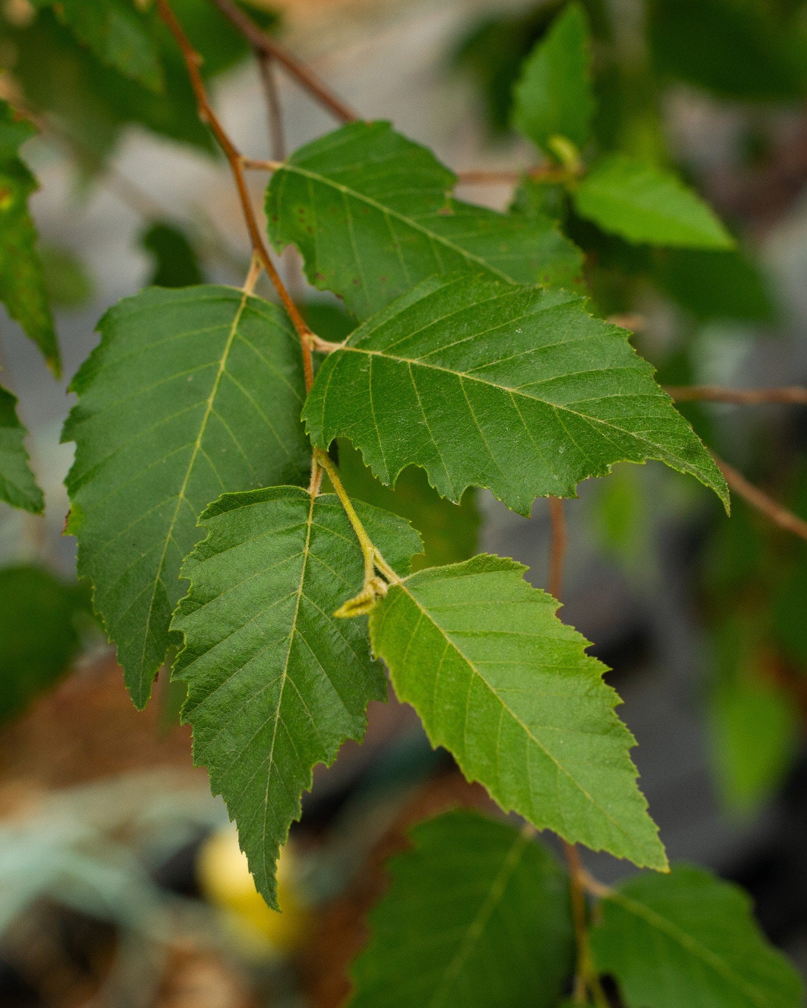 Dura Heat River Birch | Order Online | Treeland Nursery