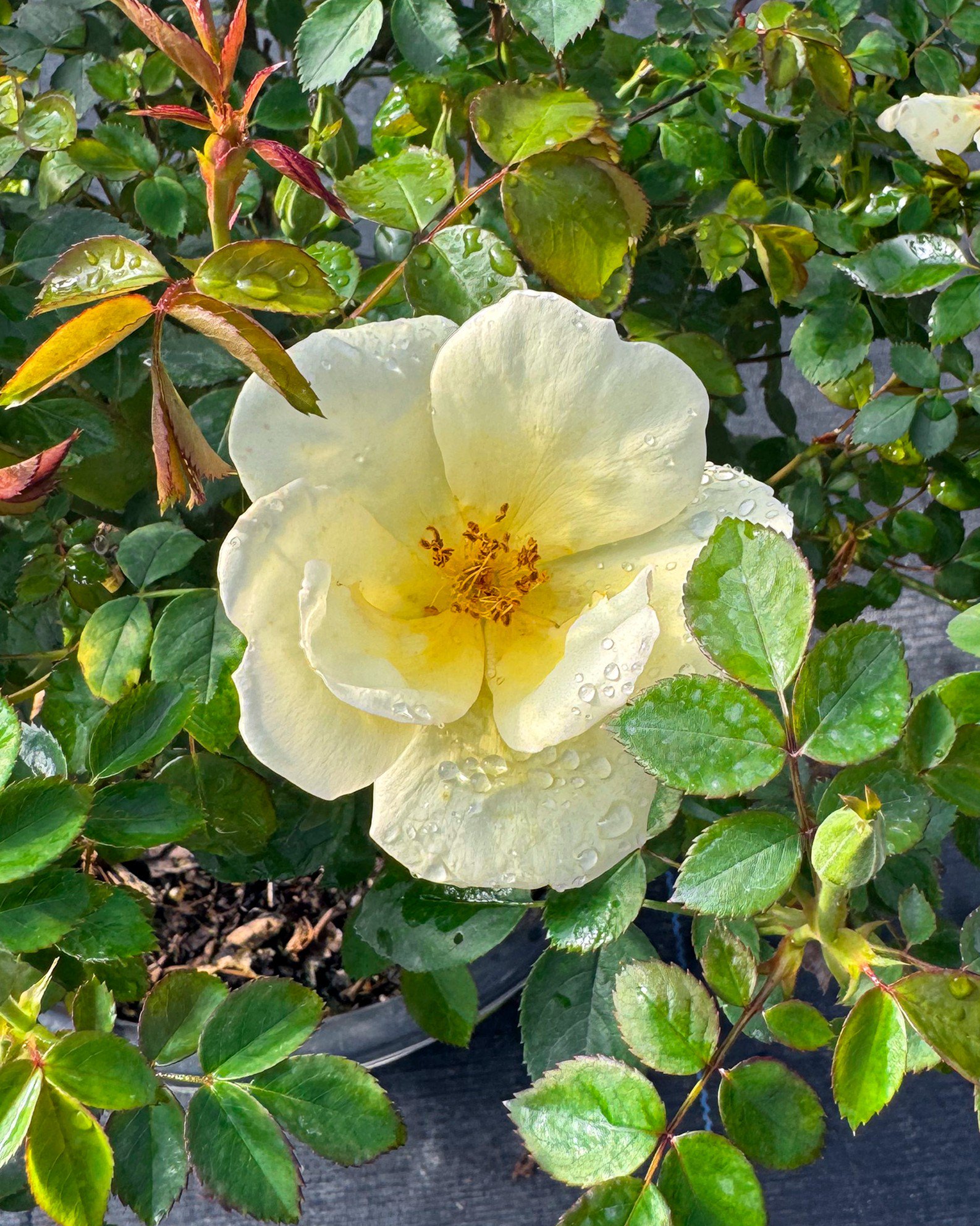 Peach Drift Rose | Order Online | Treeland Nursery
