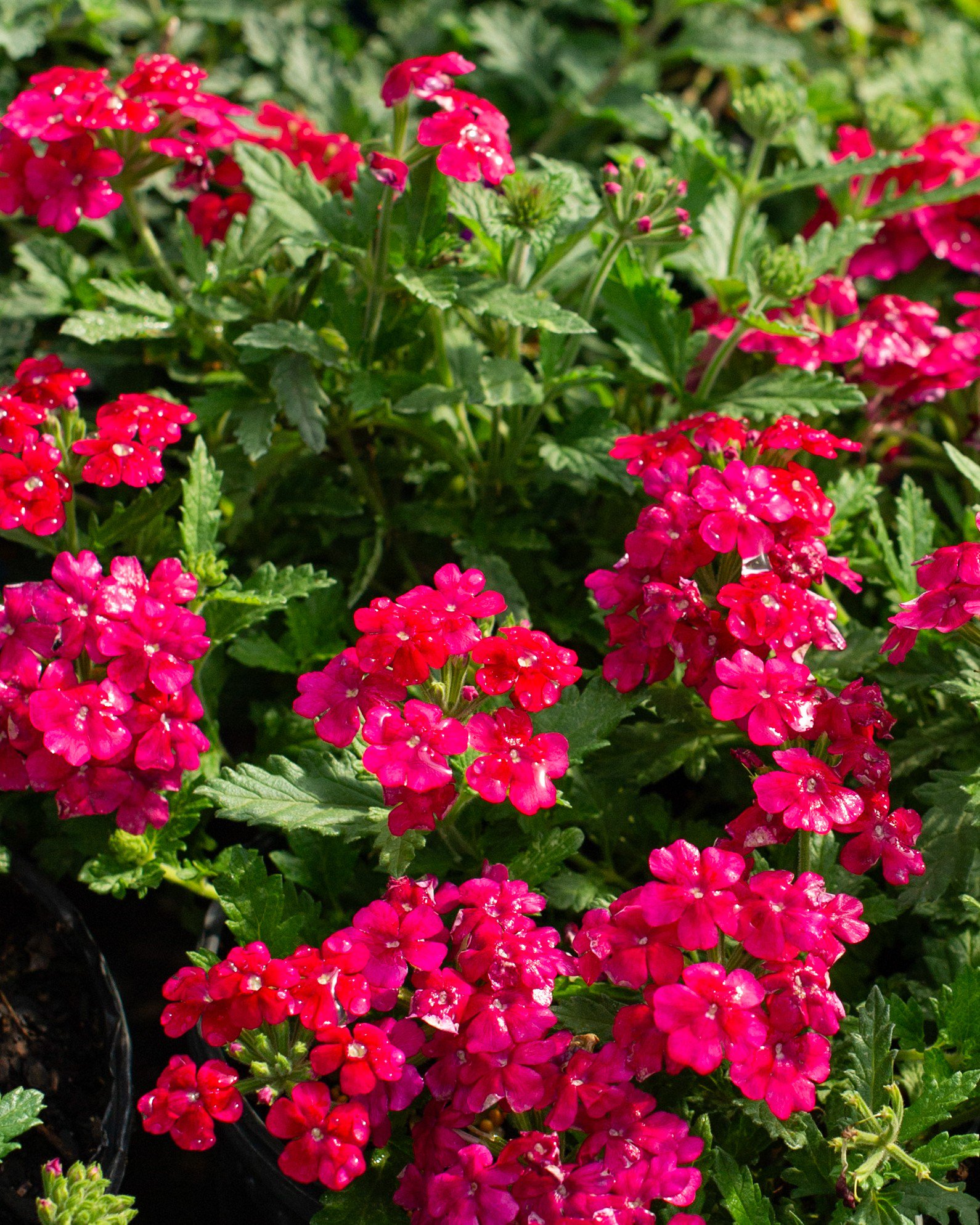 Empress Sun Cherry Verbena | Order Online | Treeland Nursery