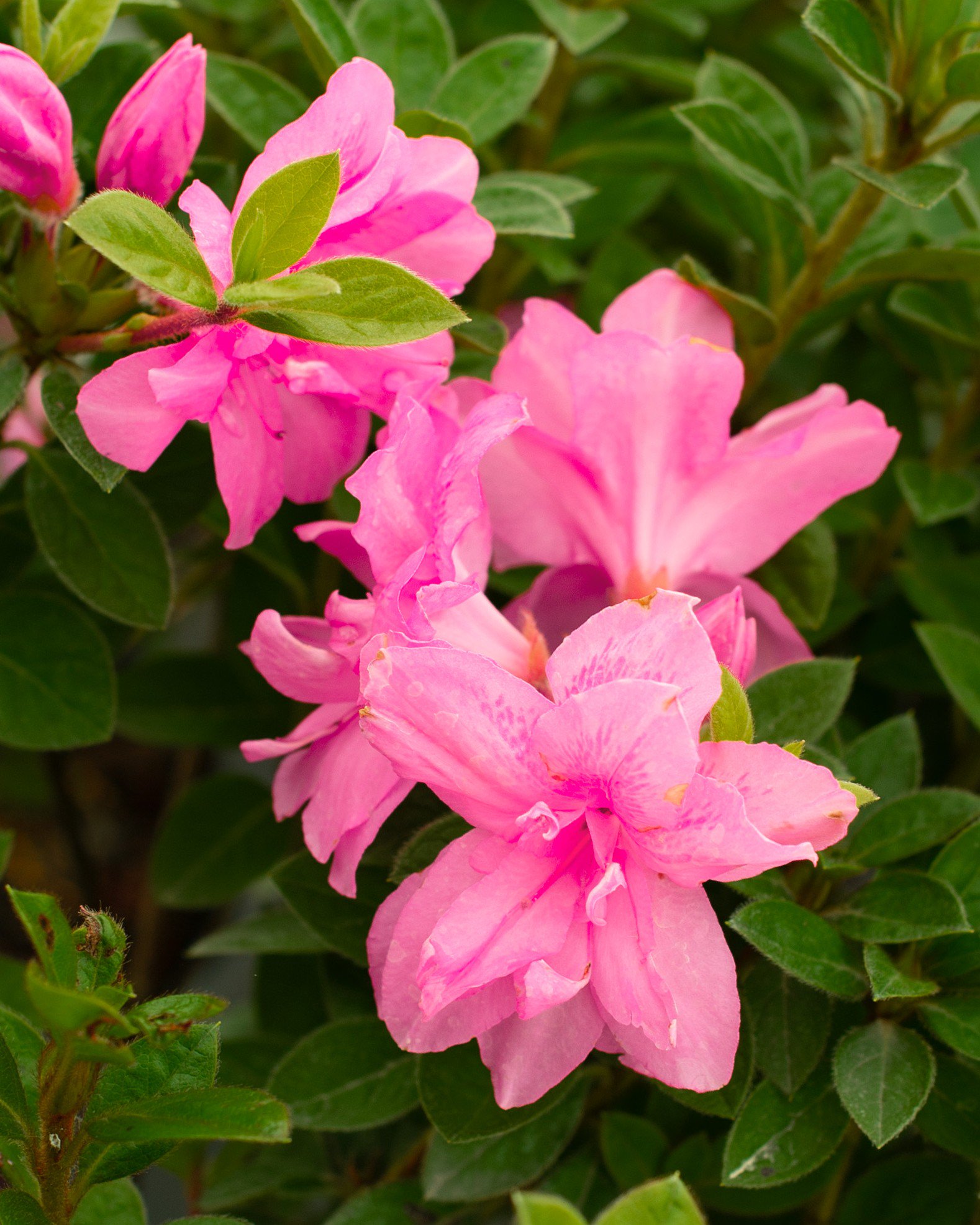 Autumn Sunset Encore Azalea | Order Online | Treeland Nursery