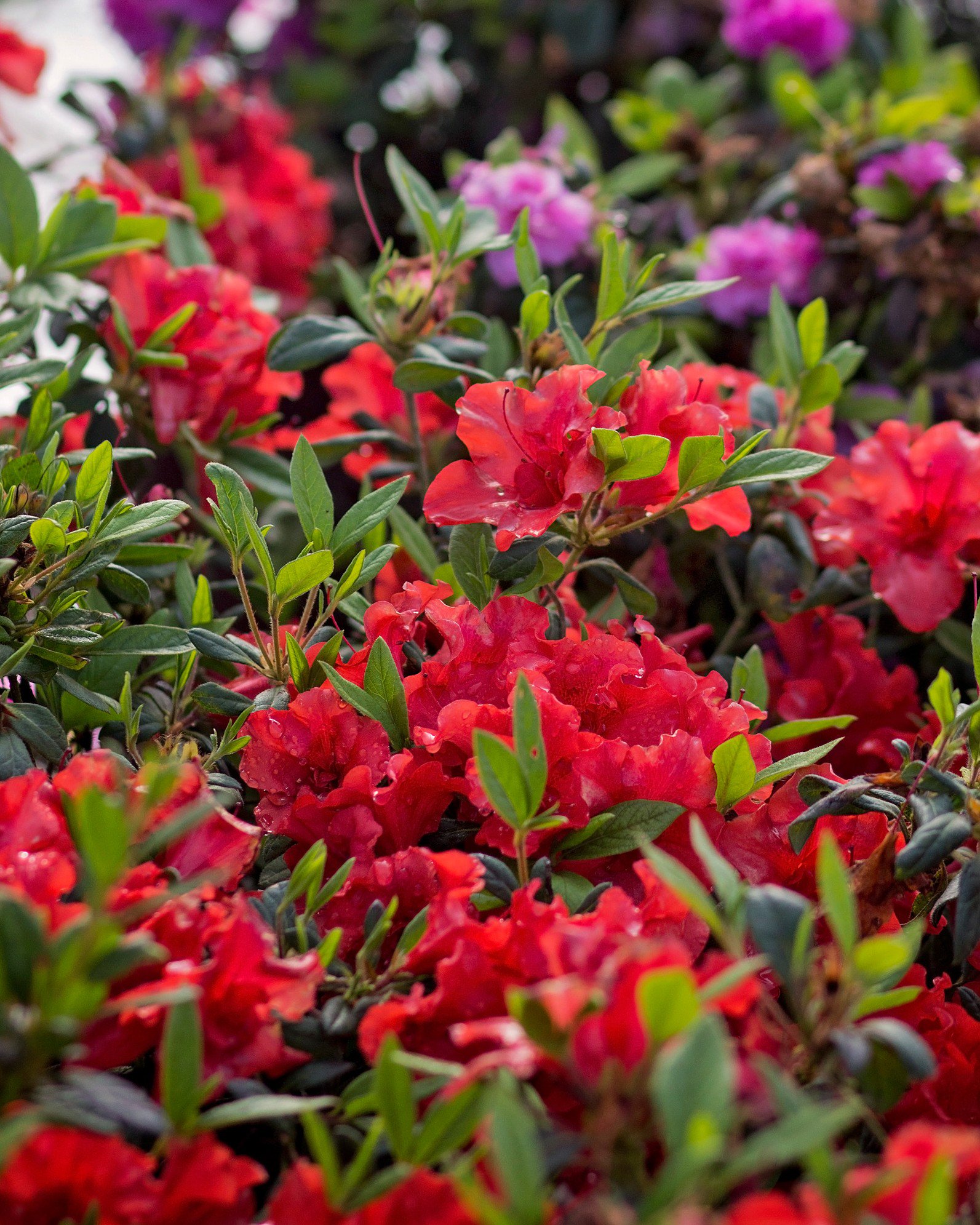 Autumn Sunset Encore Azalea | Order Online | Treeland Nursery
