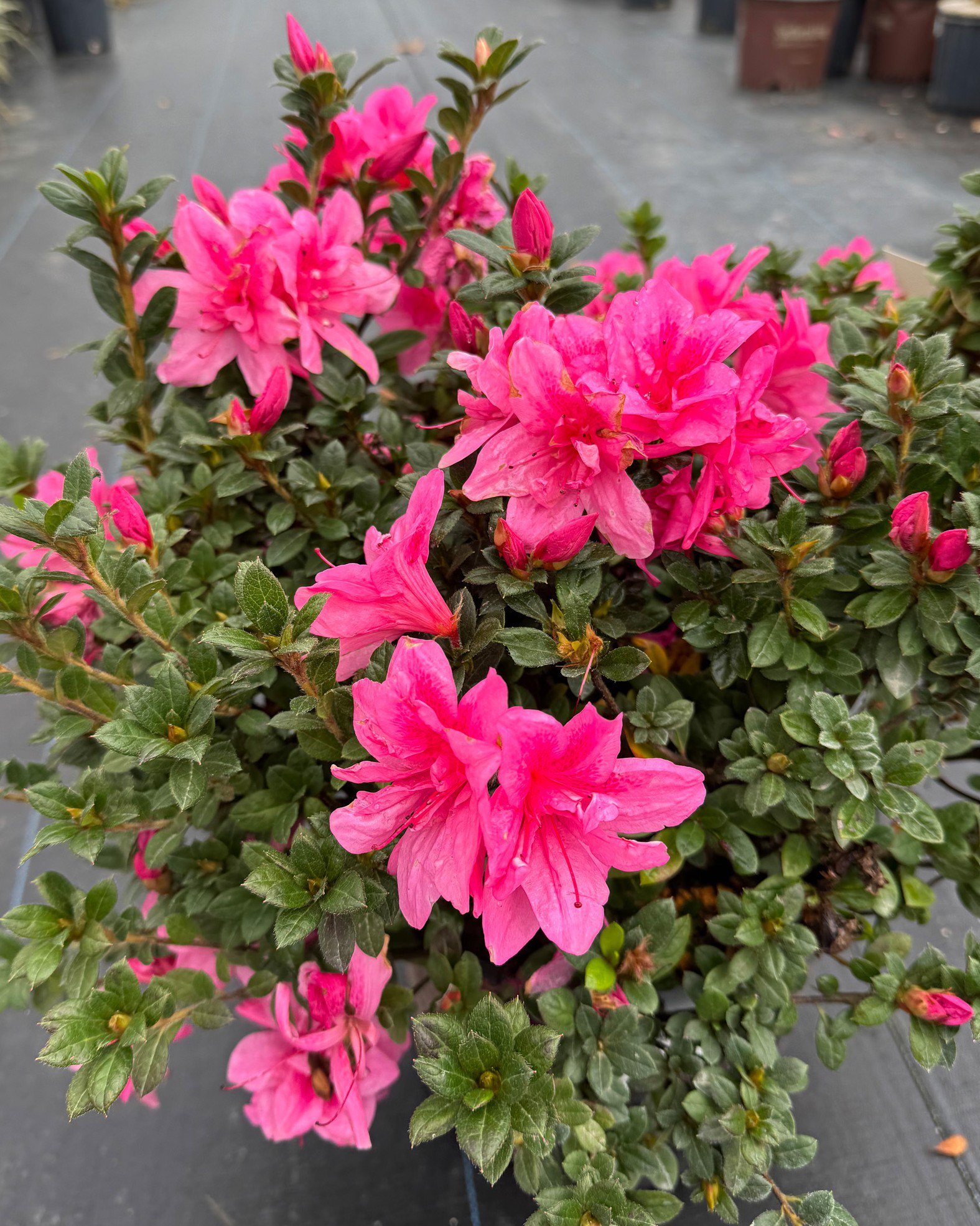 Autumn Sunset Encore Azalea | Order Online | Treeland Nursery