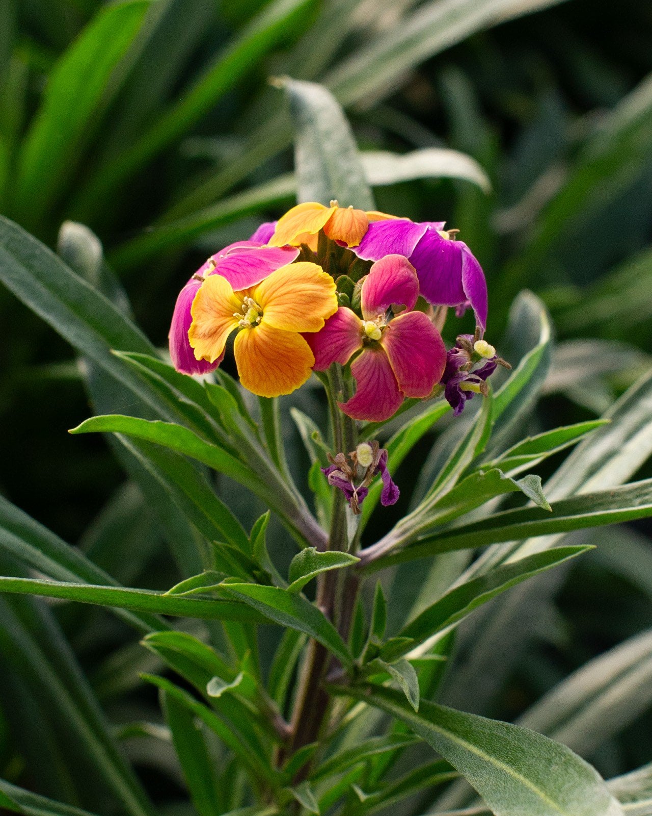 Erysistible Tricolor Wallflower | Order Online | Treeland Nursery