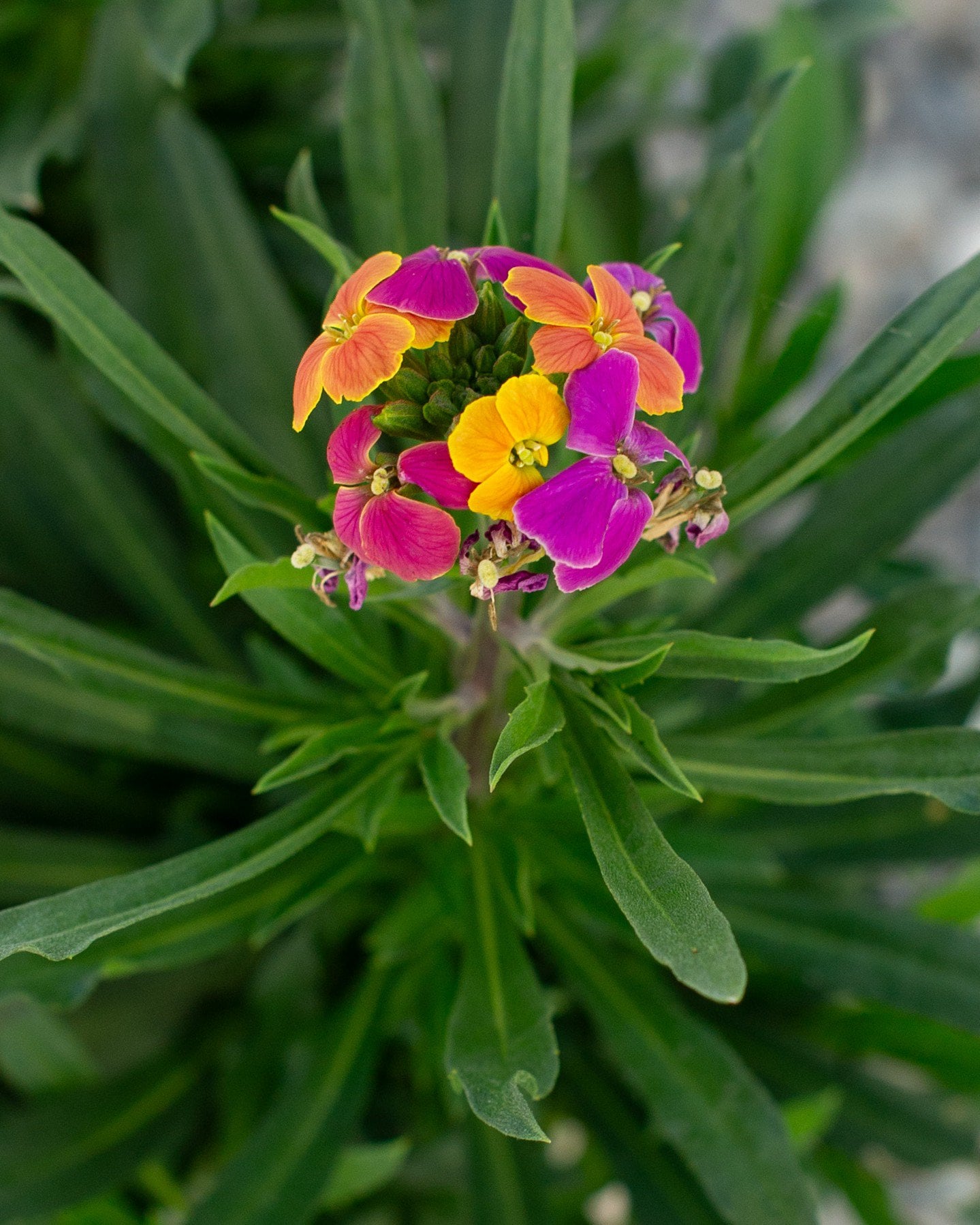 Mermaid Lavender Candytuft | Order Online | Treeland Nursery