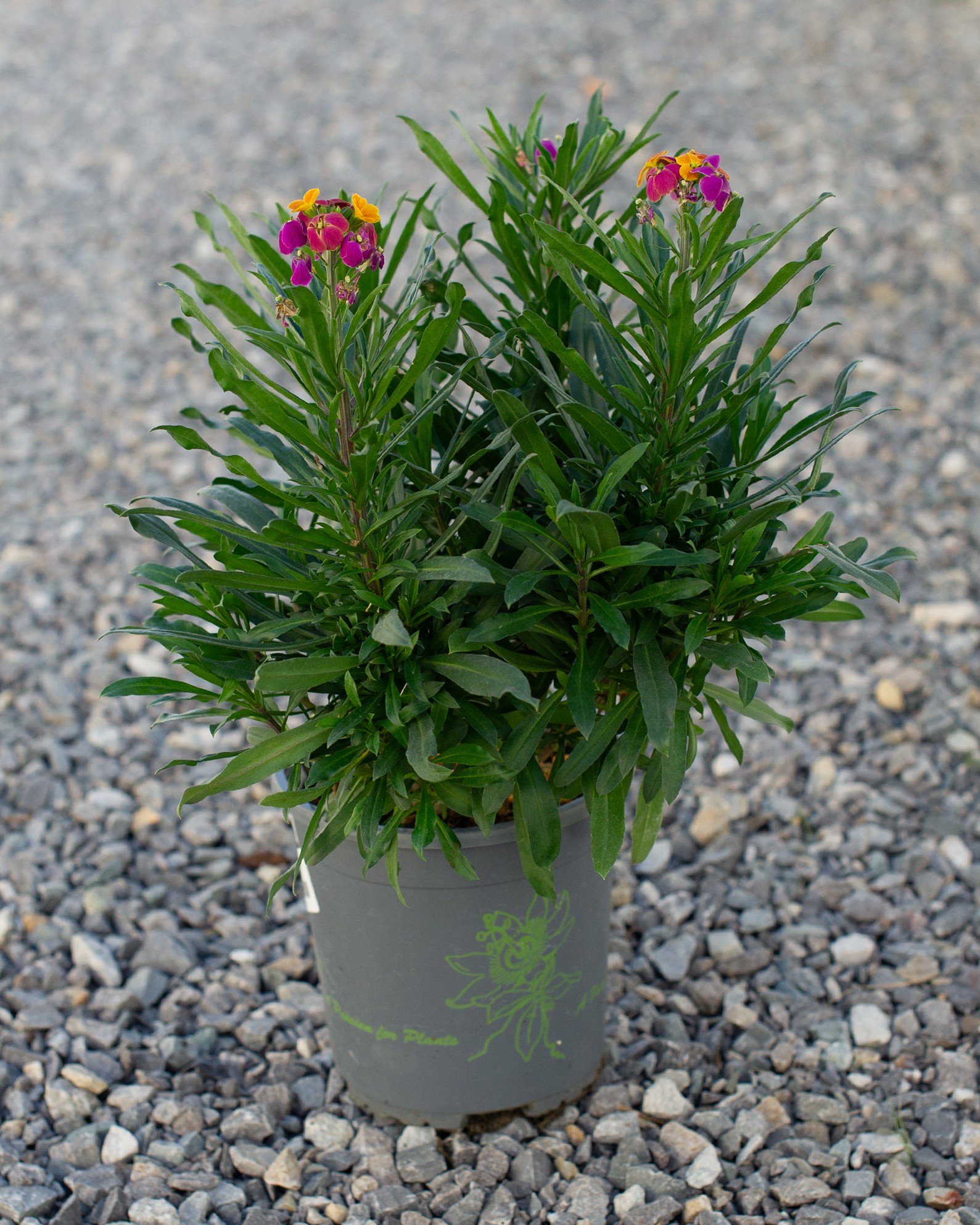 Erysistible Tricolor Wallflower | Order Online | Treeland Nursery