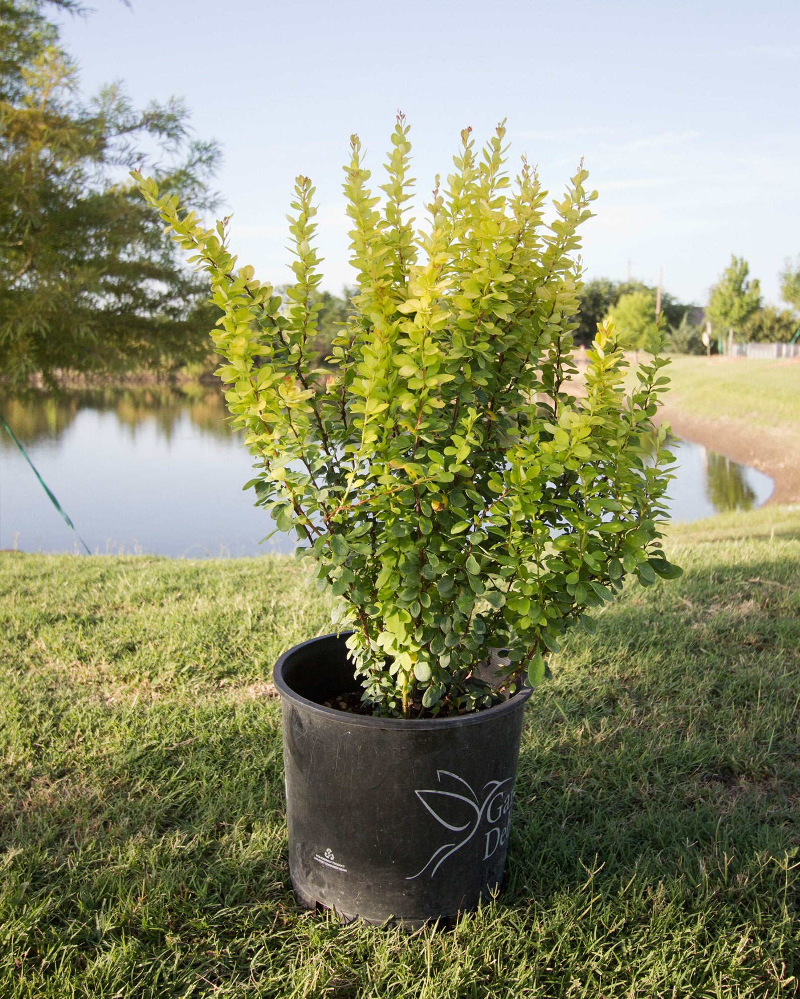 Golden Rocket Barberry | Order Online | Treeland Nursery
