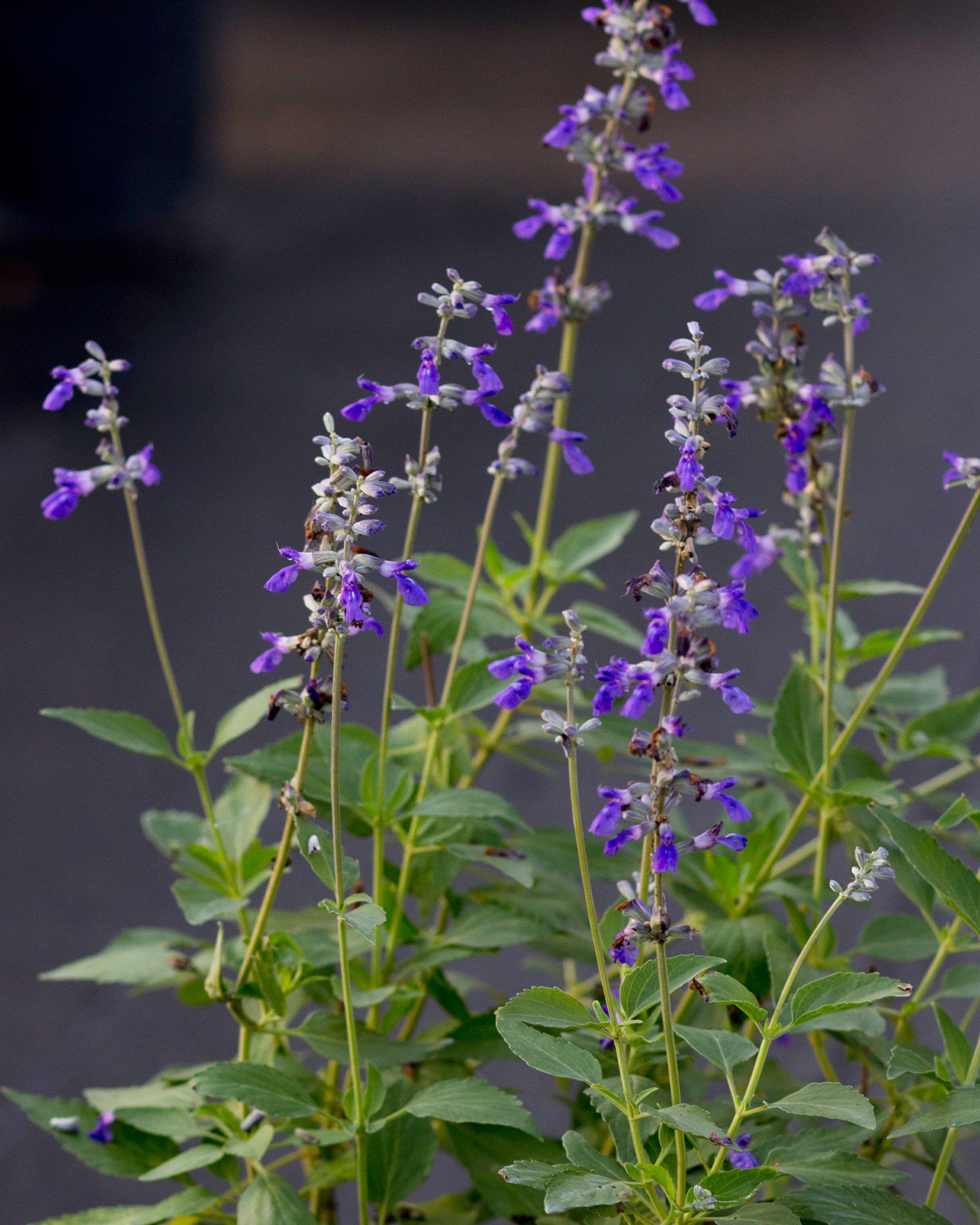 Violet Profusion Salvia | Order Online | Treeland Nursery