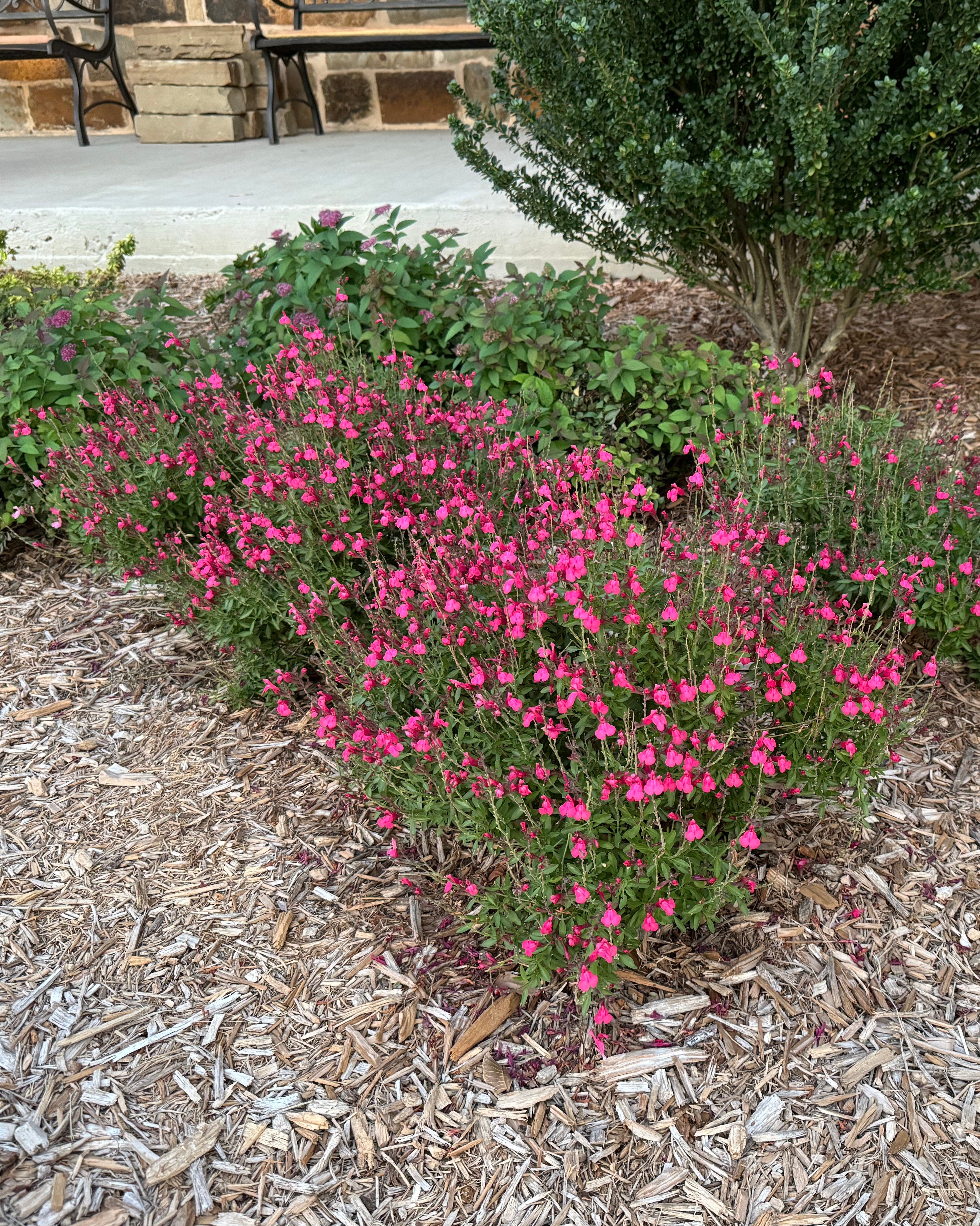 Salvia　計28枚 Hot Pink Salvia Greggii | Order Online | Treeland Nursery