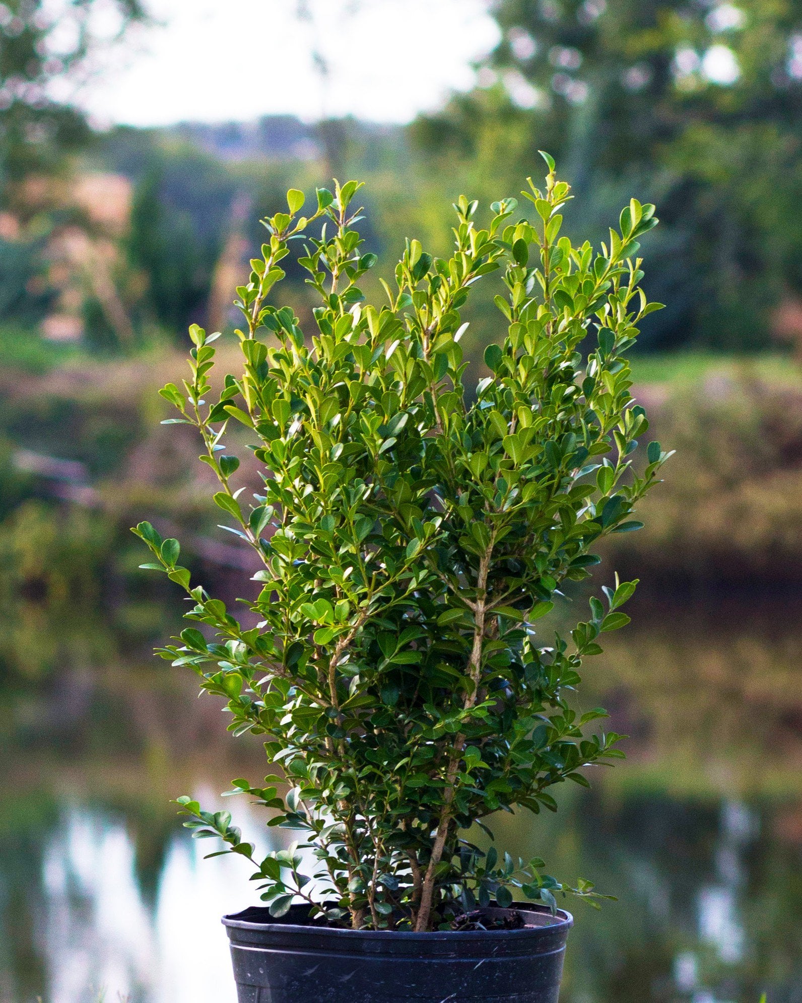 Sprinter Boxwood | Order Online | Treeland Nursery