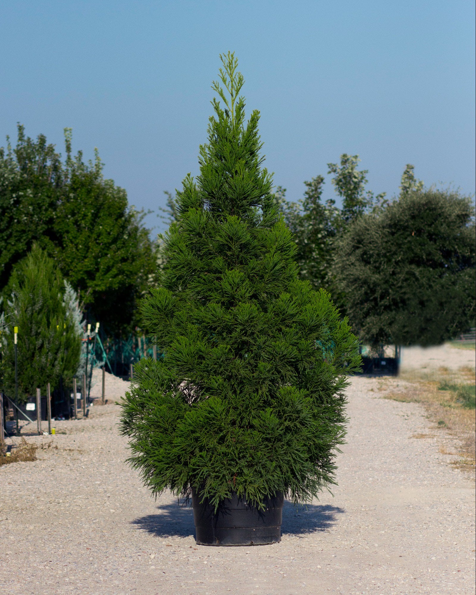 Japanese Cedar Yoshino | Order Online | Treeland Nursery