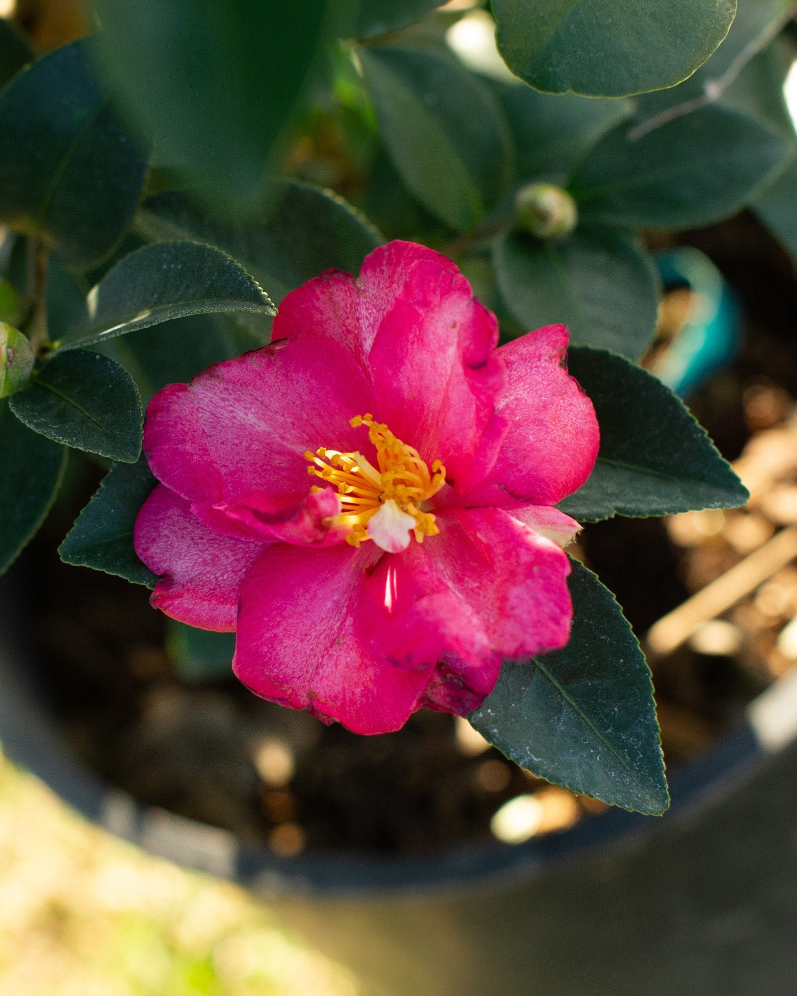 Kanjiro Camellia | Order Online | Treeland Nursery