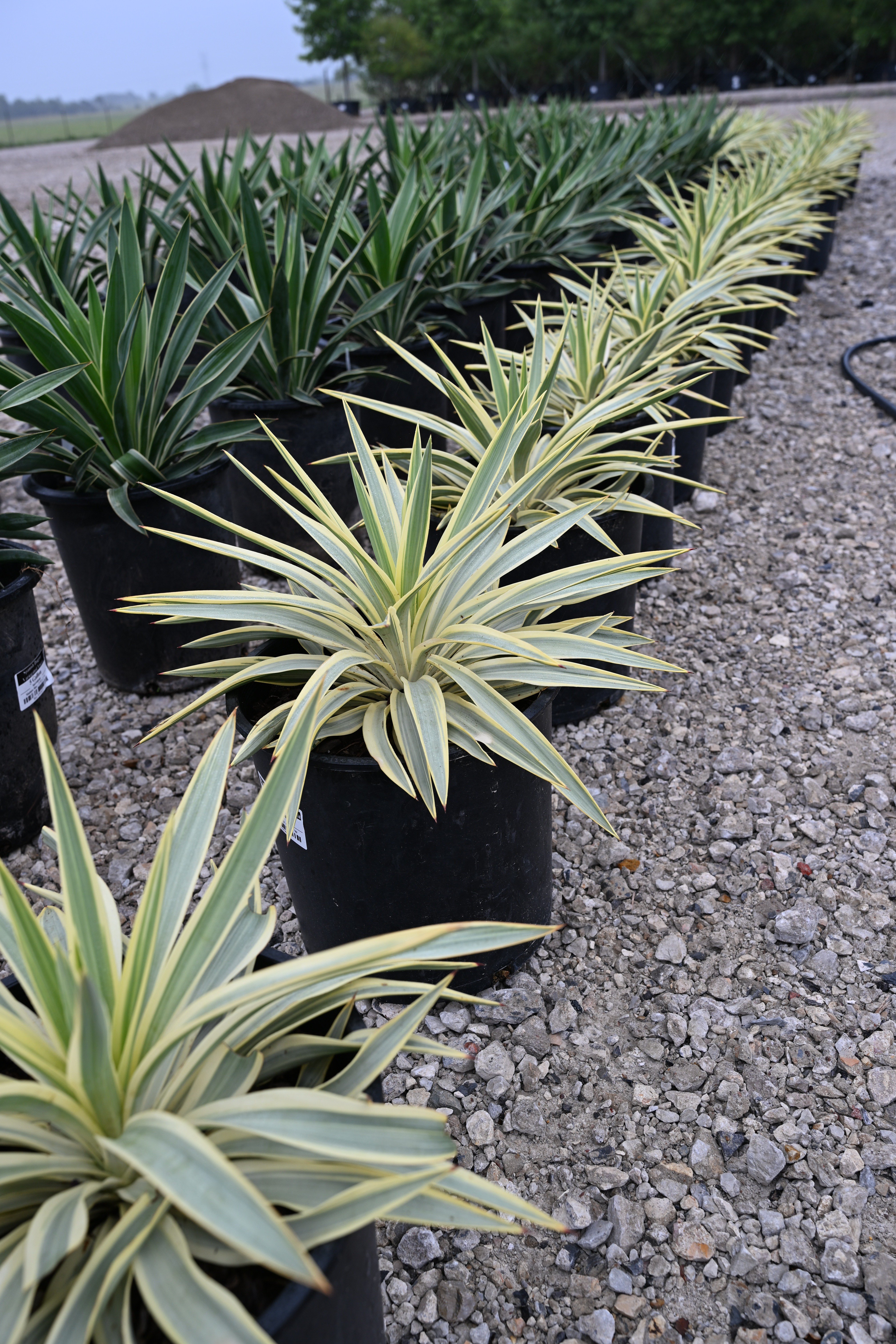 Giant Hesperaloe Yucca | Order Online | Treeland Nursery