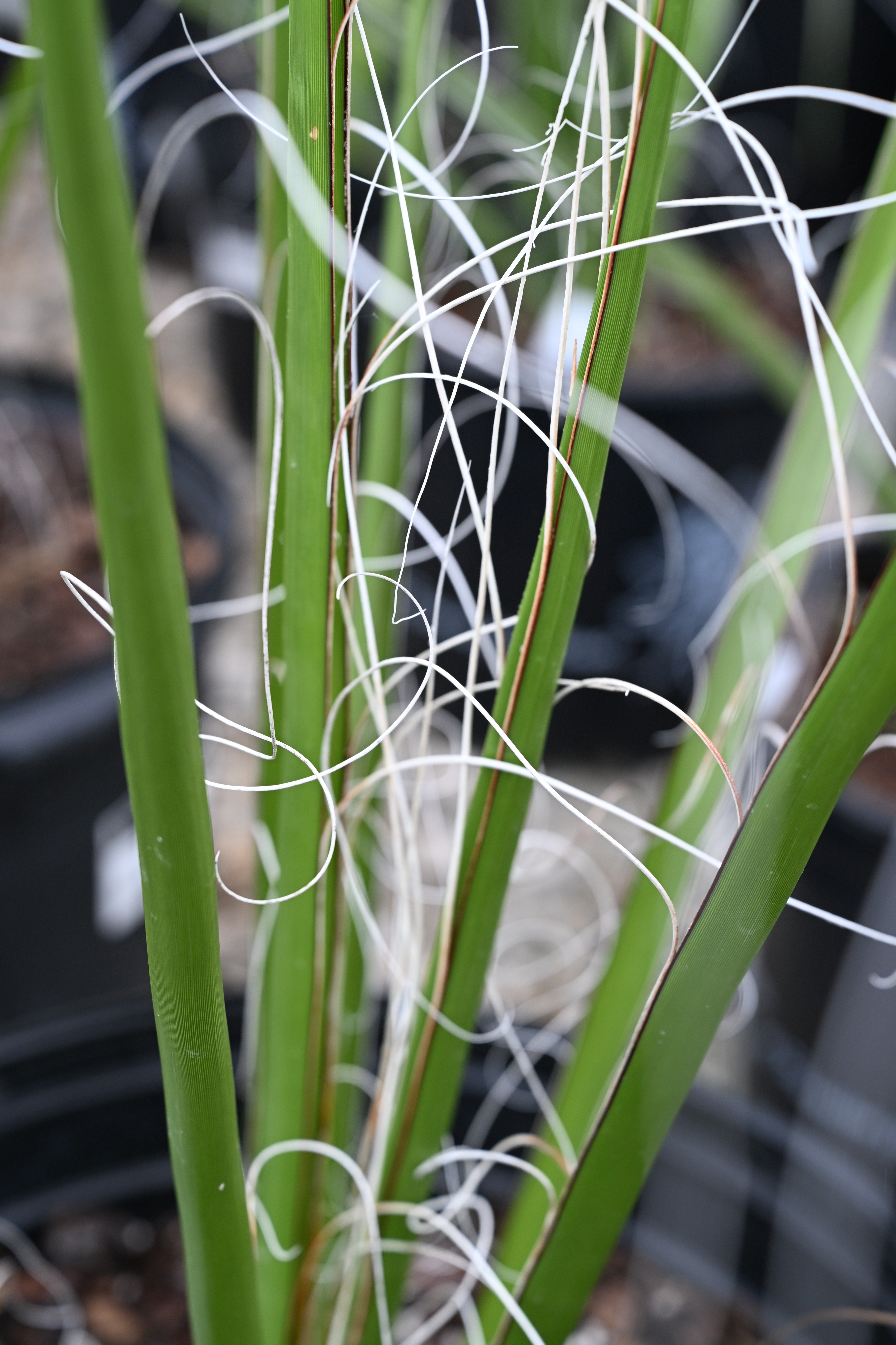 Giant Hesperaloe Yucca | Order Online | Treeland Nursery