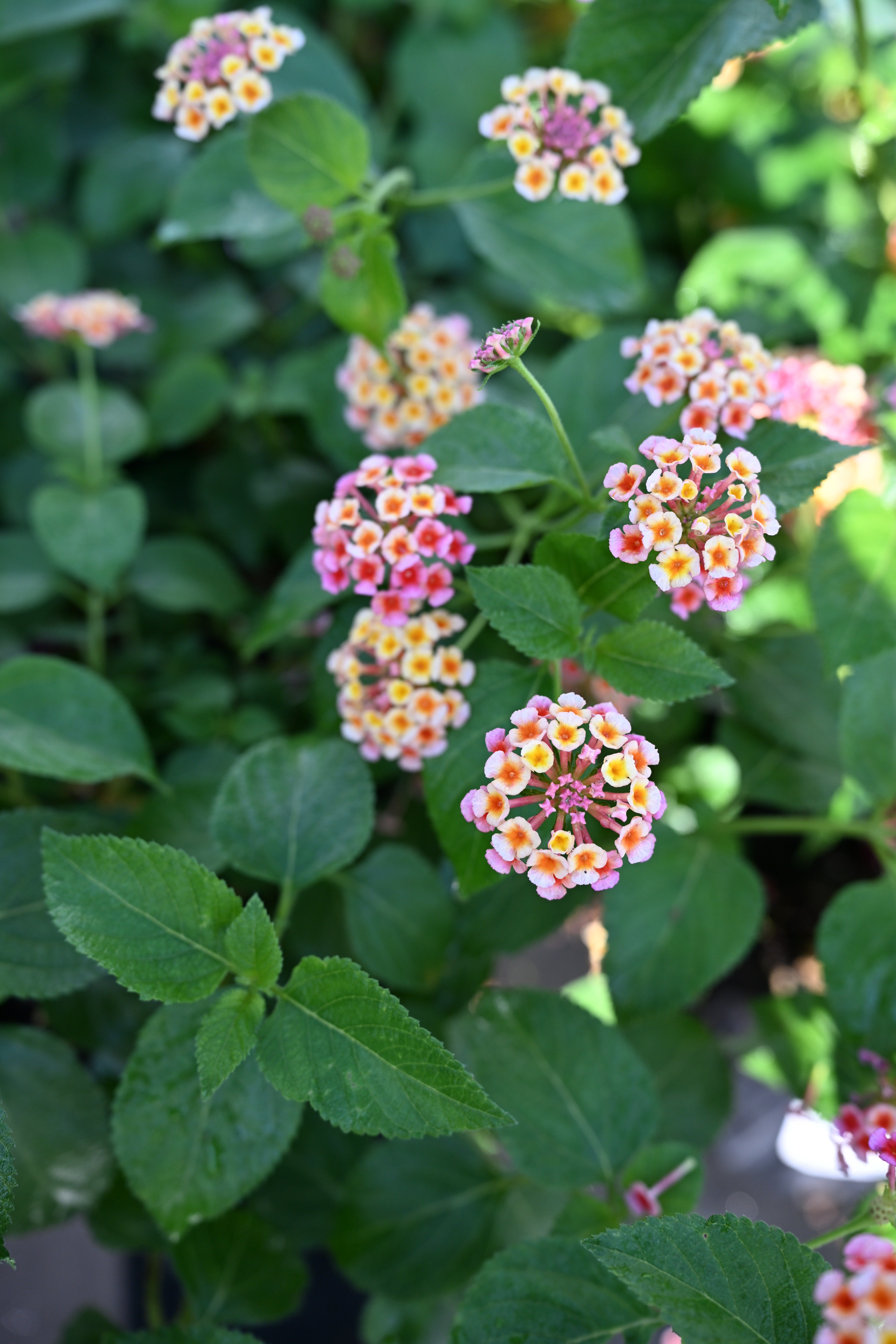 Irene Lantana | Order Online | Treeland Nursery