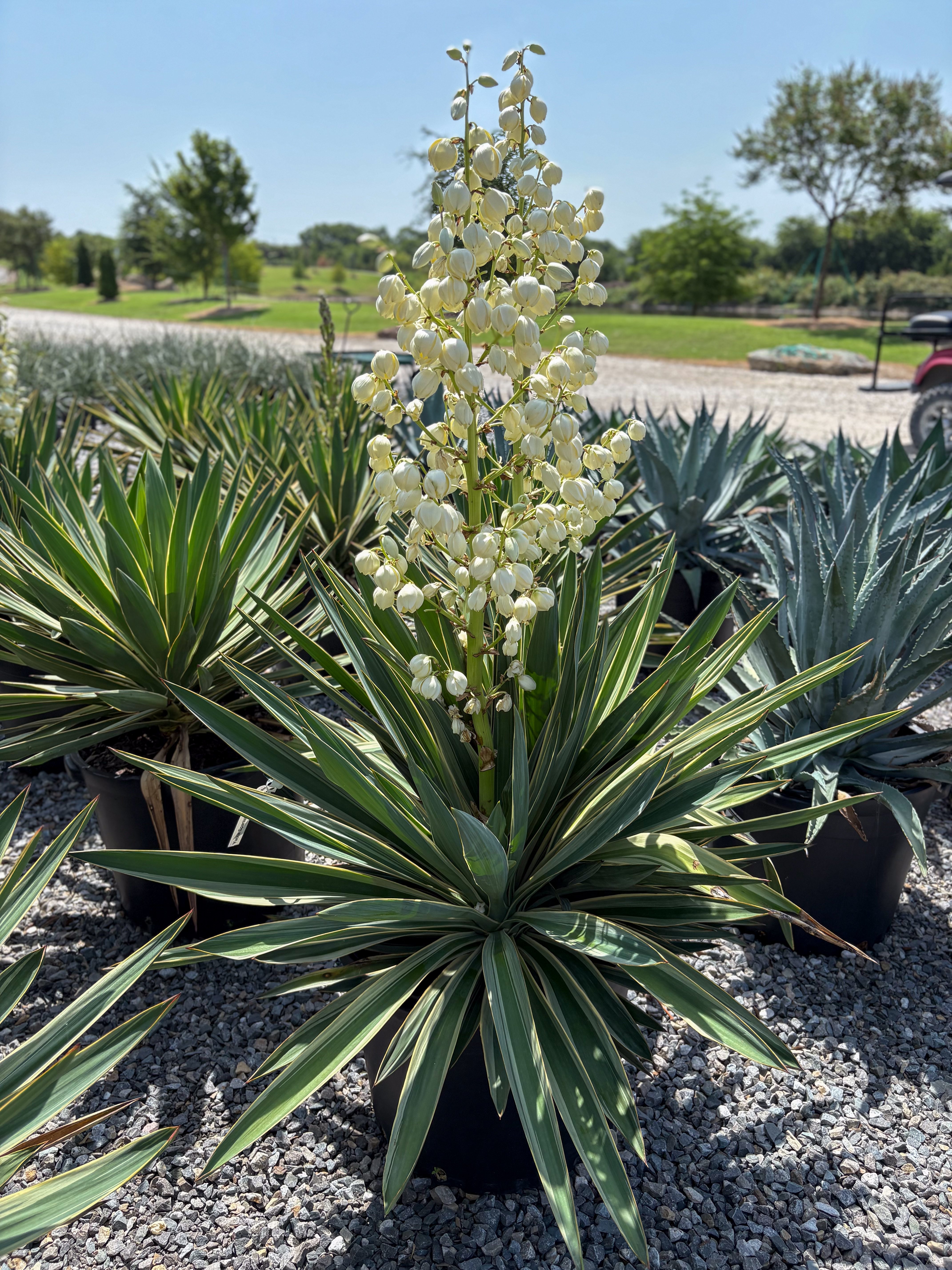 Spanish Dagger Variegated Yucca | Order Online | Treeland Nursery