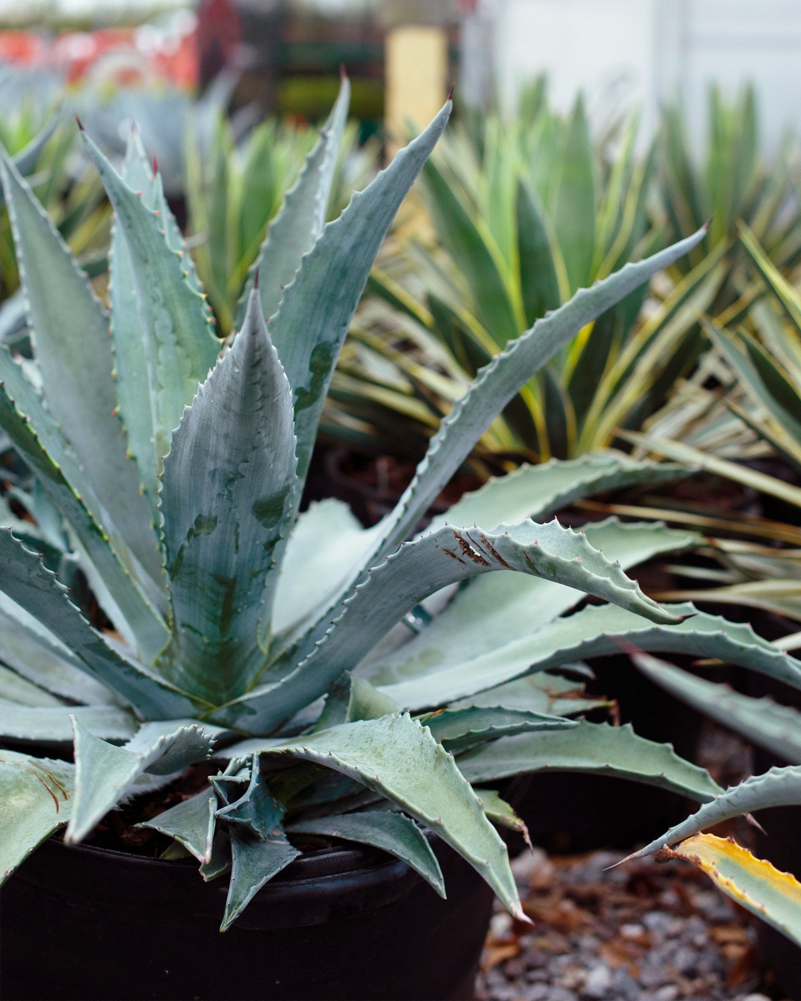 Sharkskin Agave | Order Online | Treeland Nursery