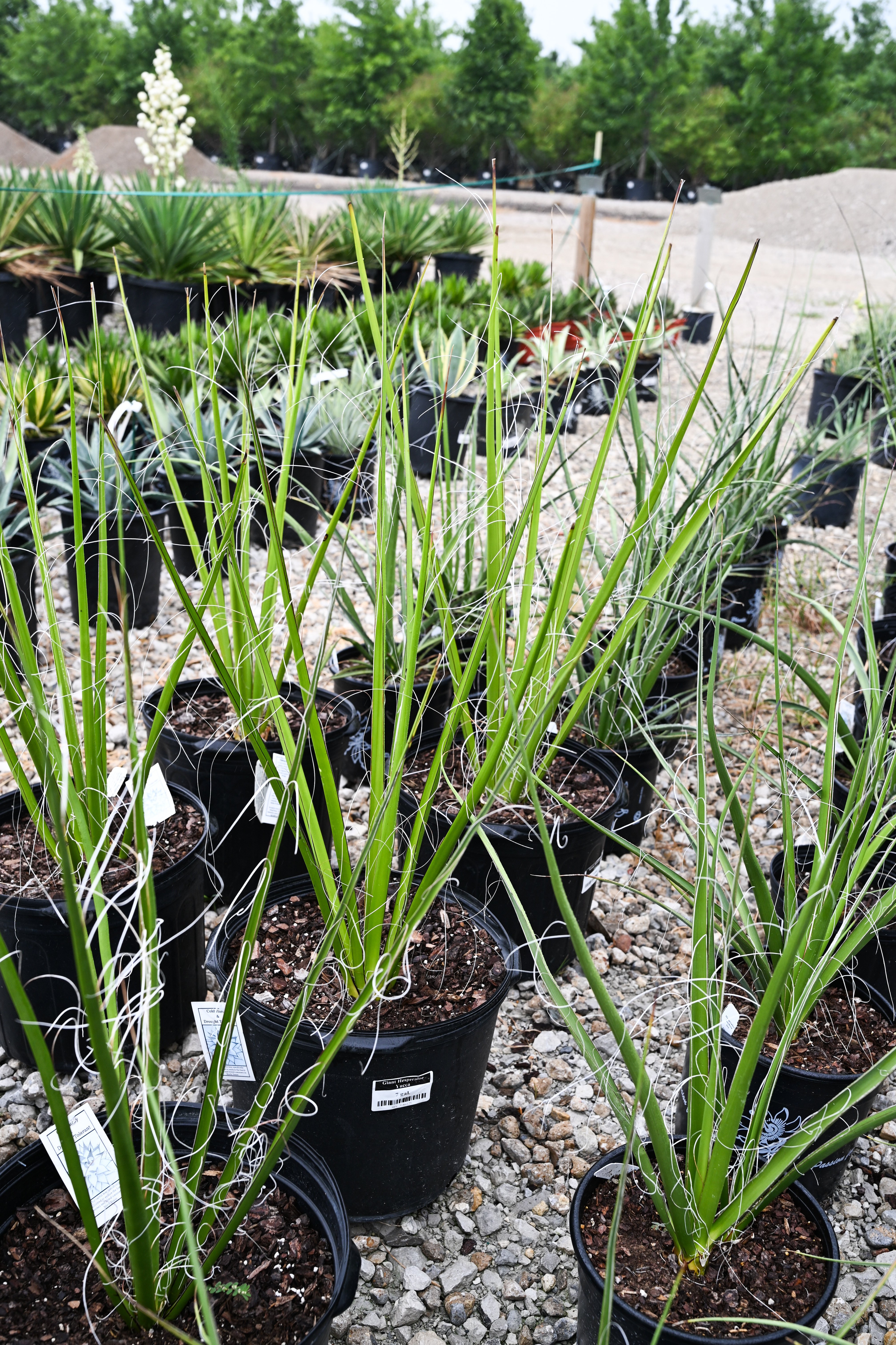 ベ*ー様 大株大特価‼️Yucca Elata 地植え株 強 耐熱 耐寒 プロフ 大