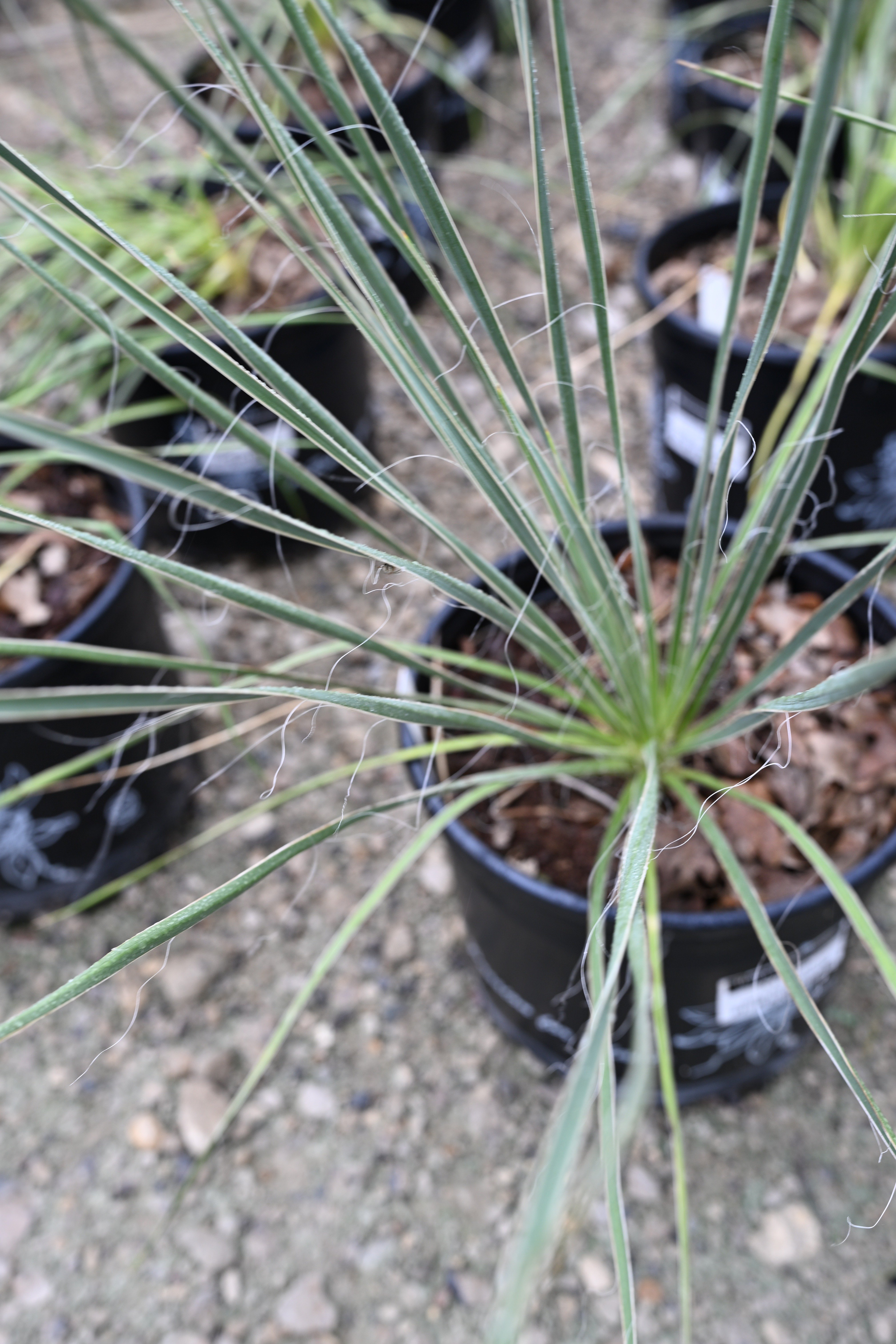 Bright Star Yucca | Order Online | Treeland Nursery