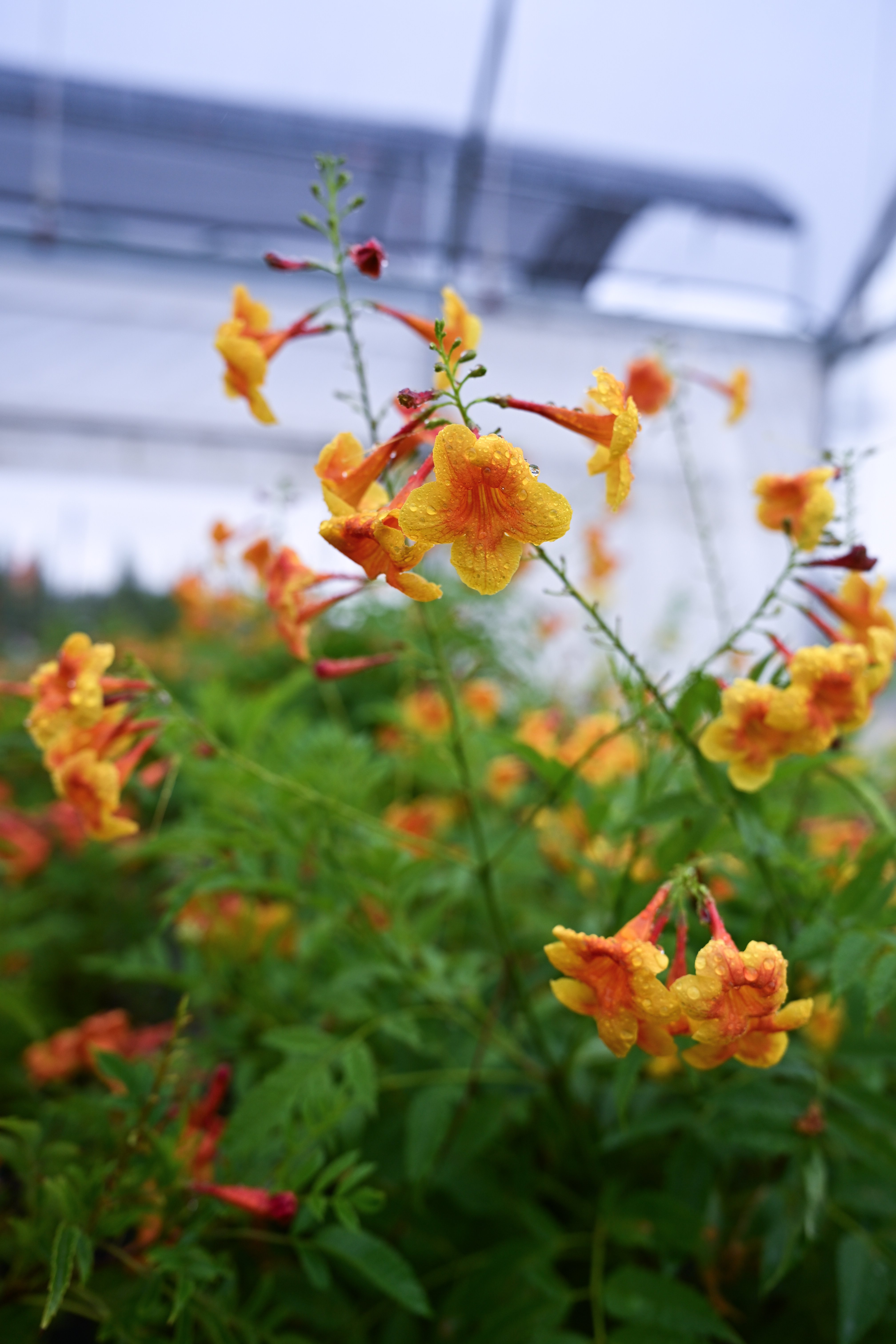 Kalama Blood Orange Esperanza | Order Online | Treeland Nursery