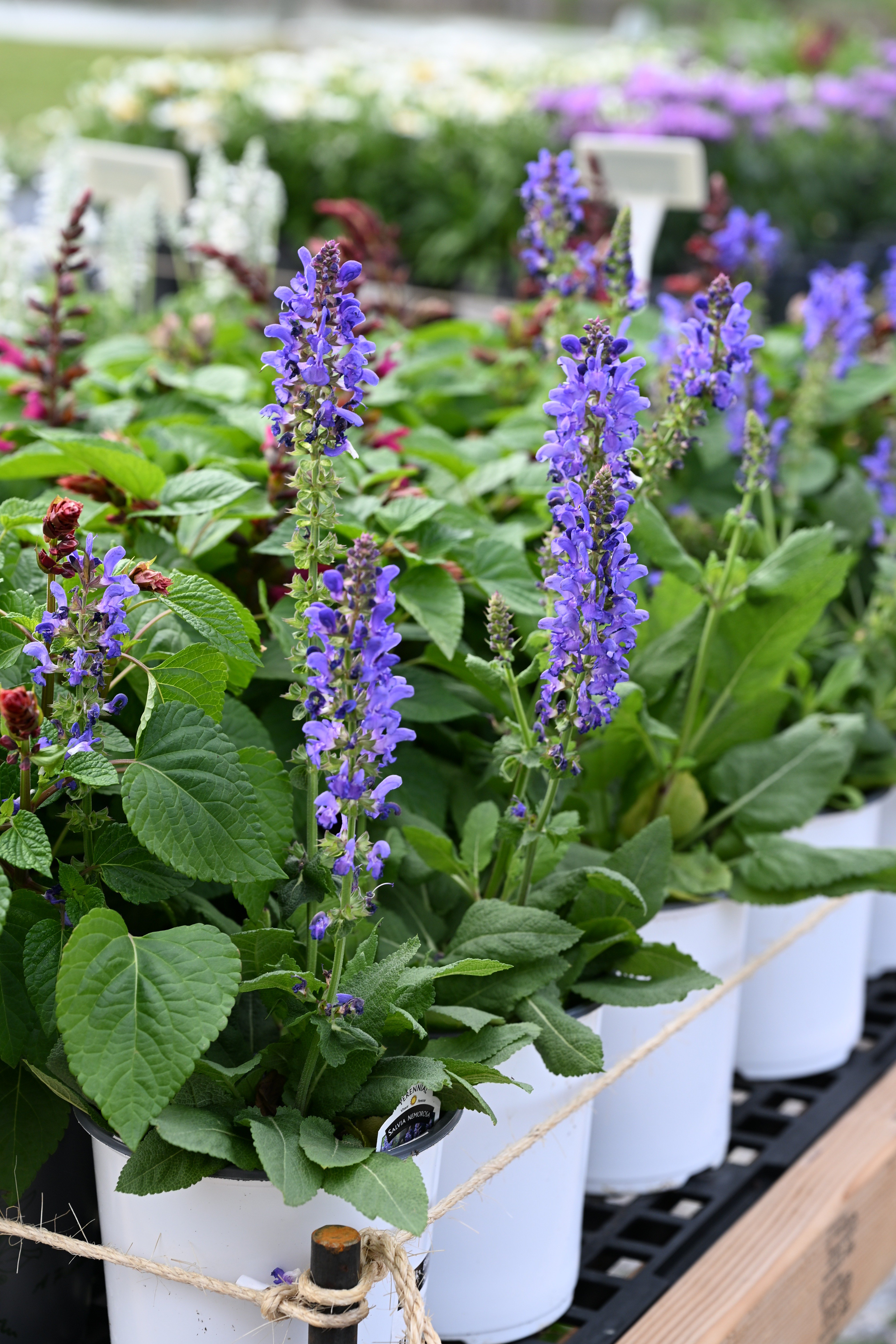 Sky Blue Marvel Salvia | Order Online | Treeland Nursery