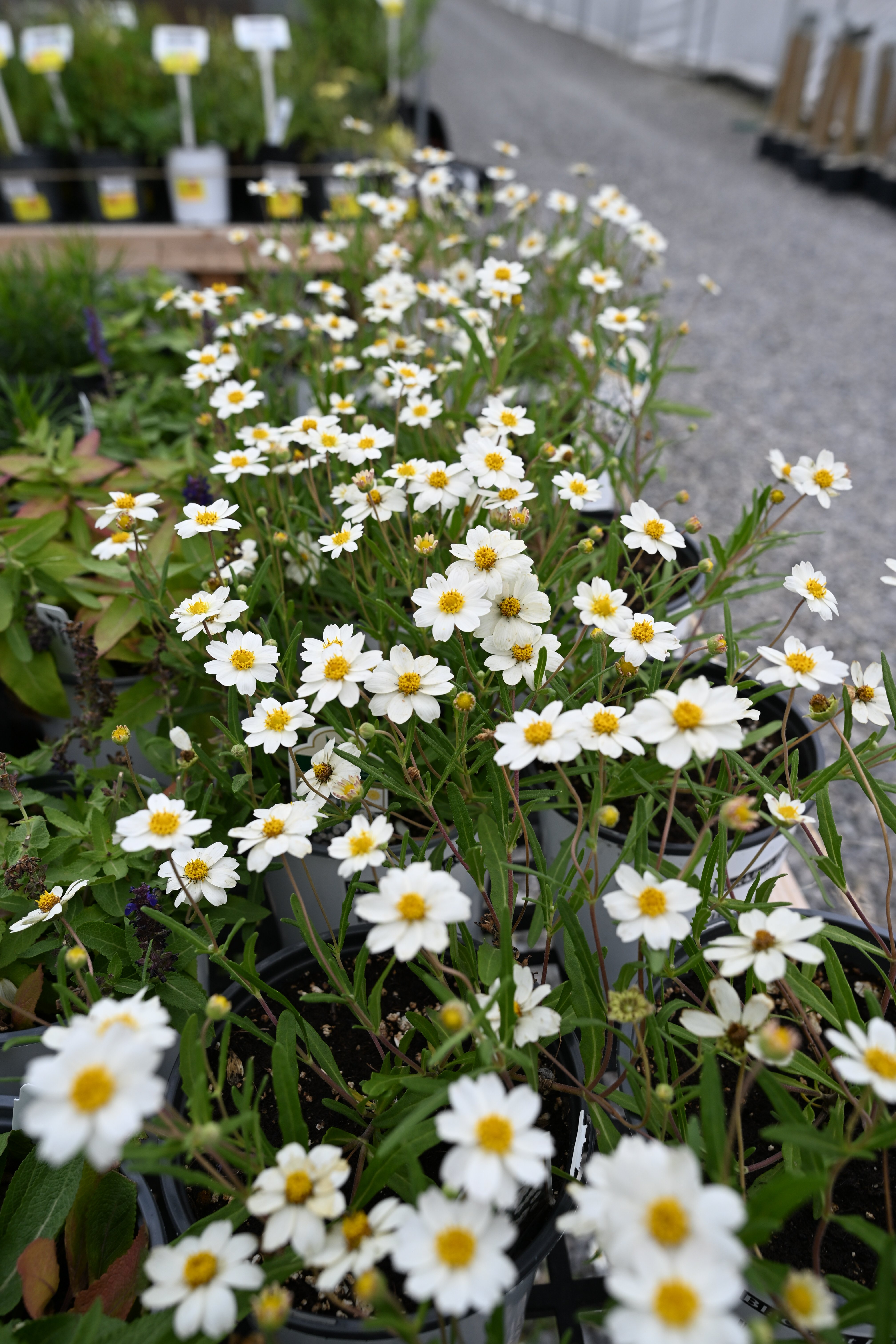 David Phlox | Order Online | Treeland Nursery