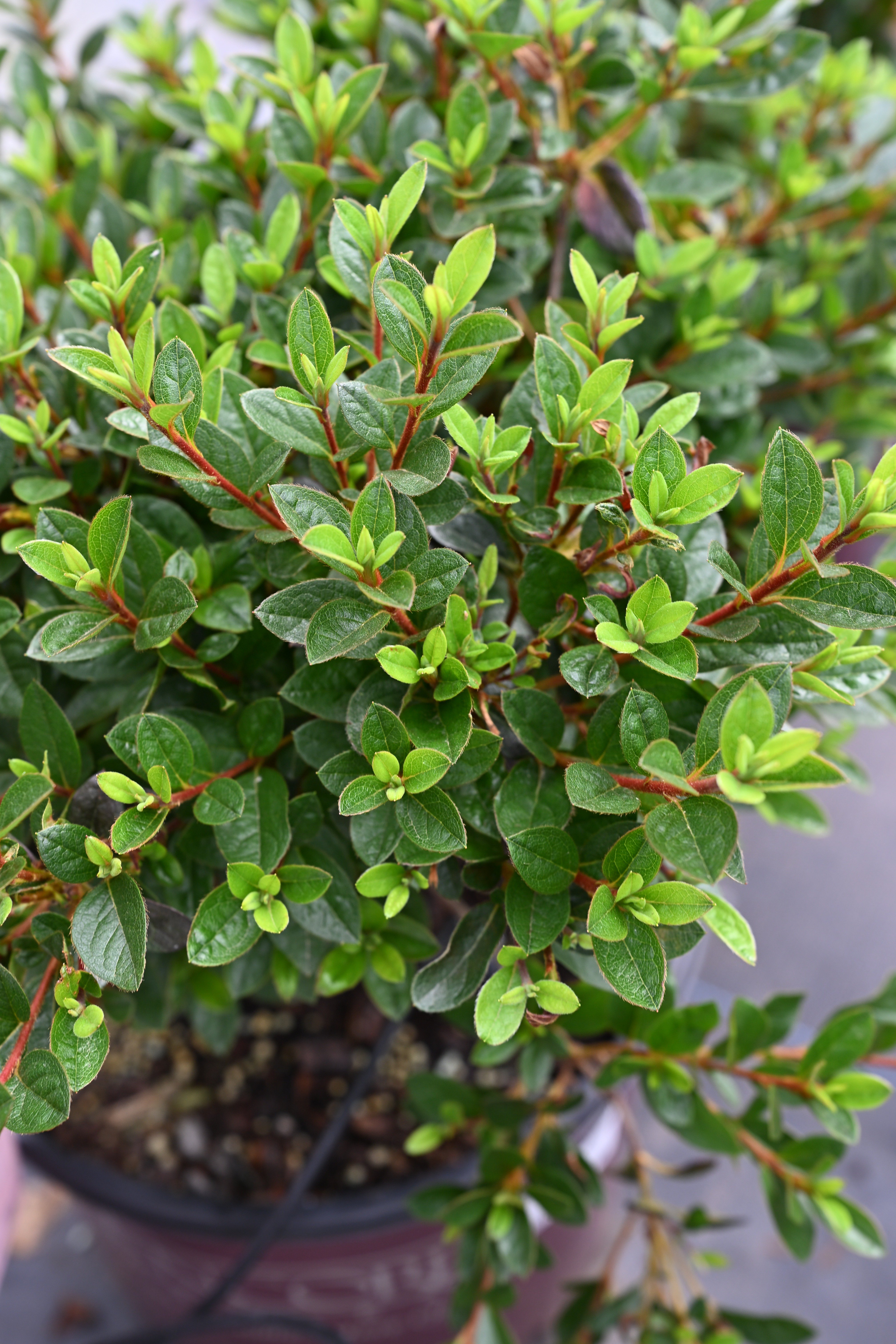 Autumn Sunset Encore Azalea | Order Online | Treeland Nursery