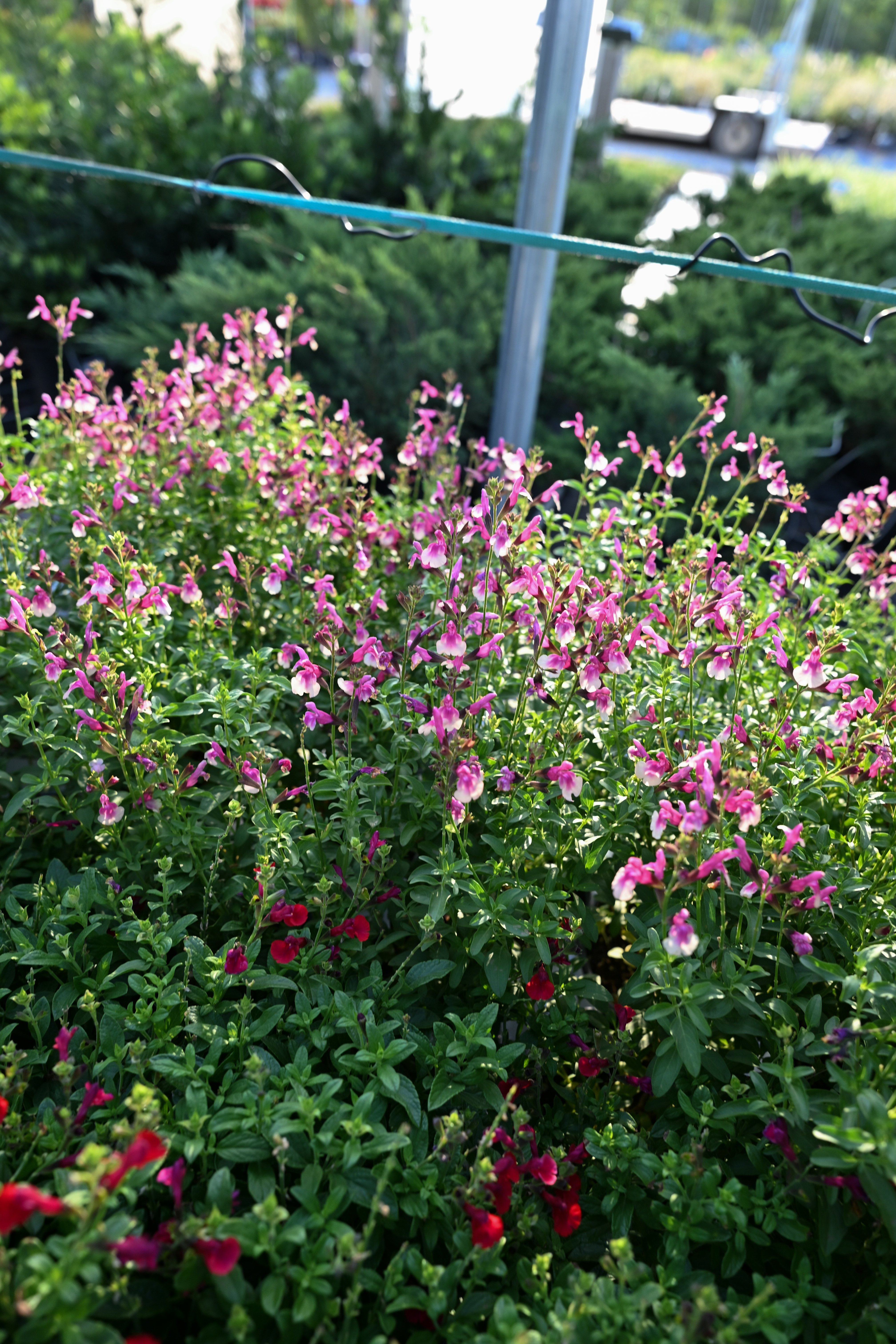 Mirage Rose Bicolor Salvia | Order Online | Treeland Nursery