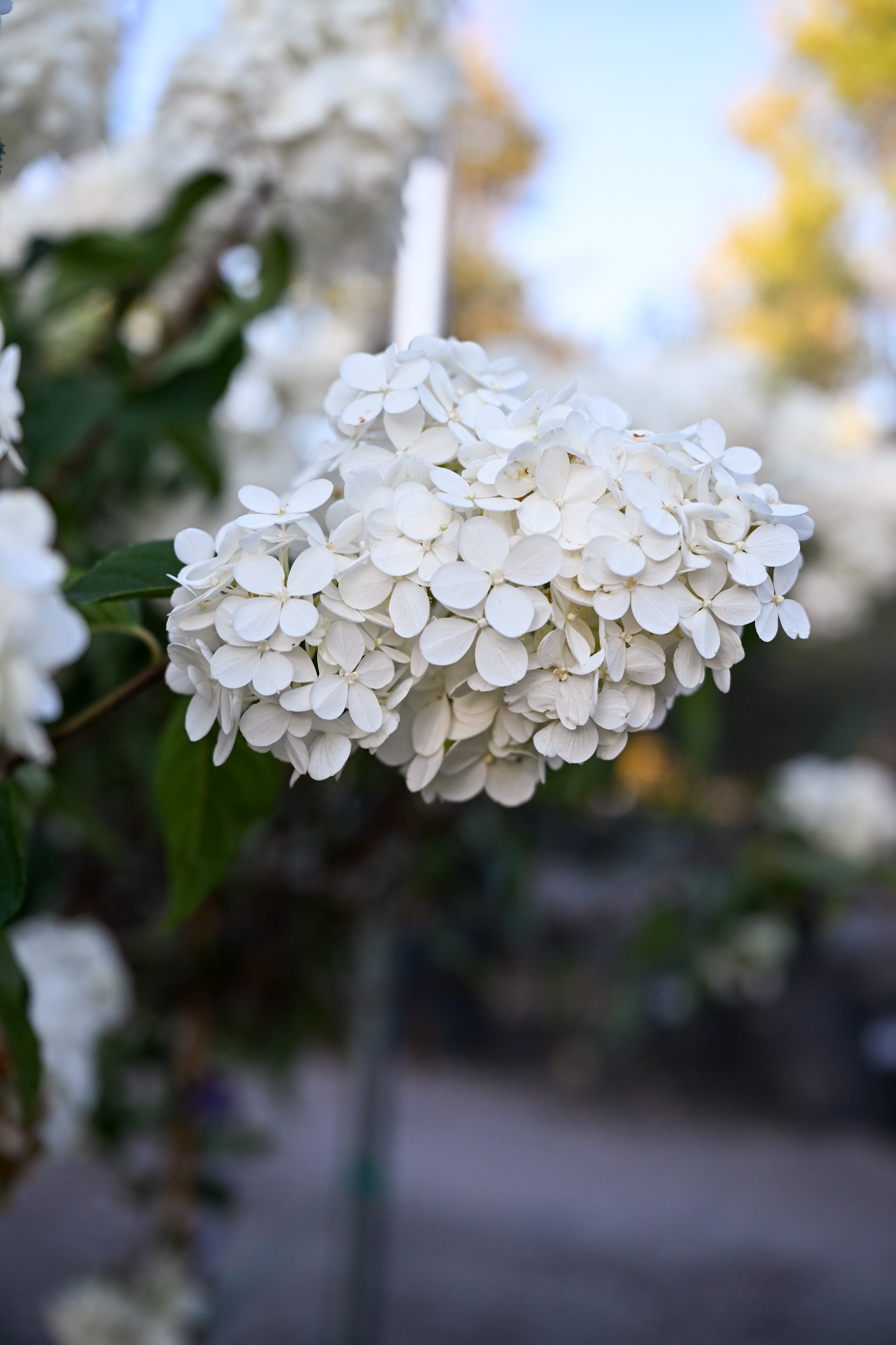 Oakleaf Hydrangea Alice | Order Online | Treeland Nursery