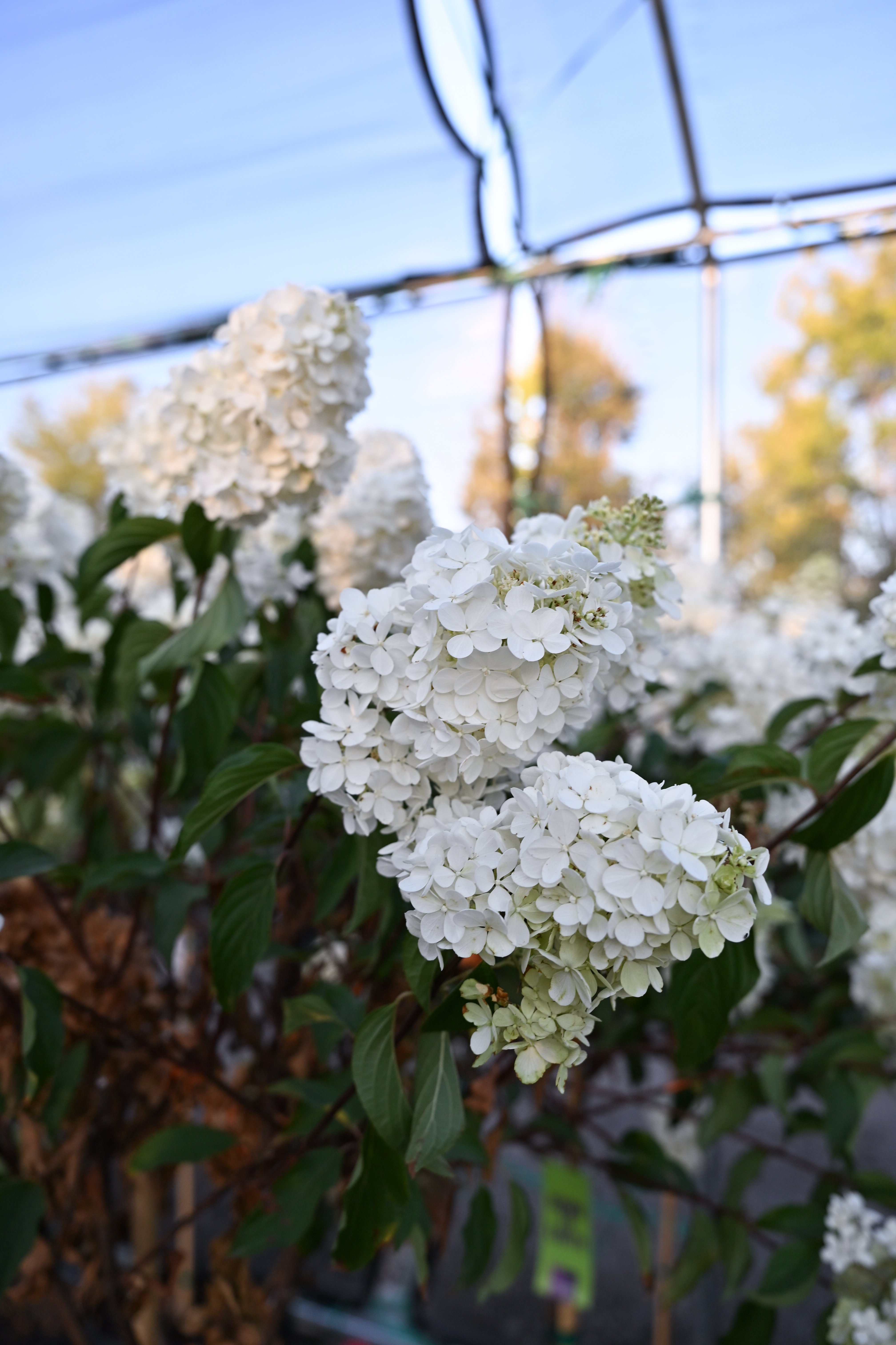 即購入ok hydrangea 様 Oakleaf Hydrangea Alice | Order Online | Treeland Nursery