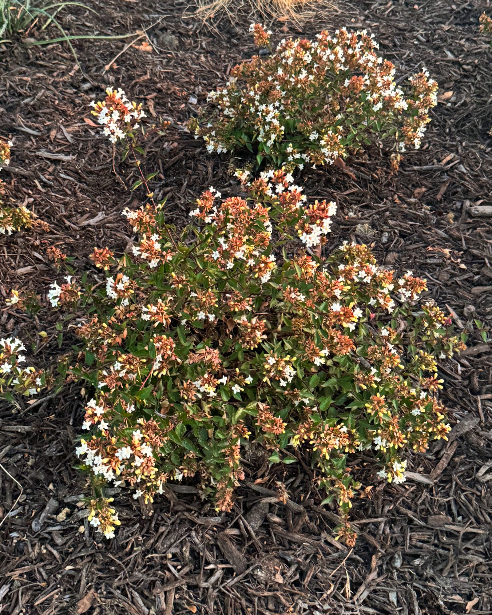 Edward Goucher Abelia | Order Online | Treeland Nursery