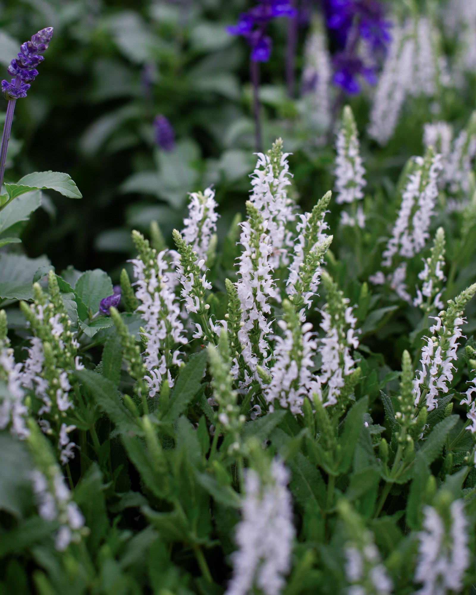 Lyrical White Salvia | Order Online | Treeland Nursery