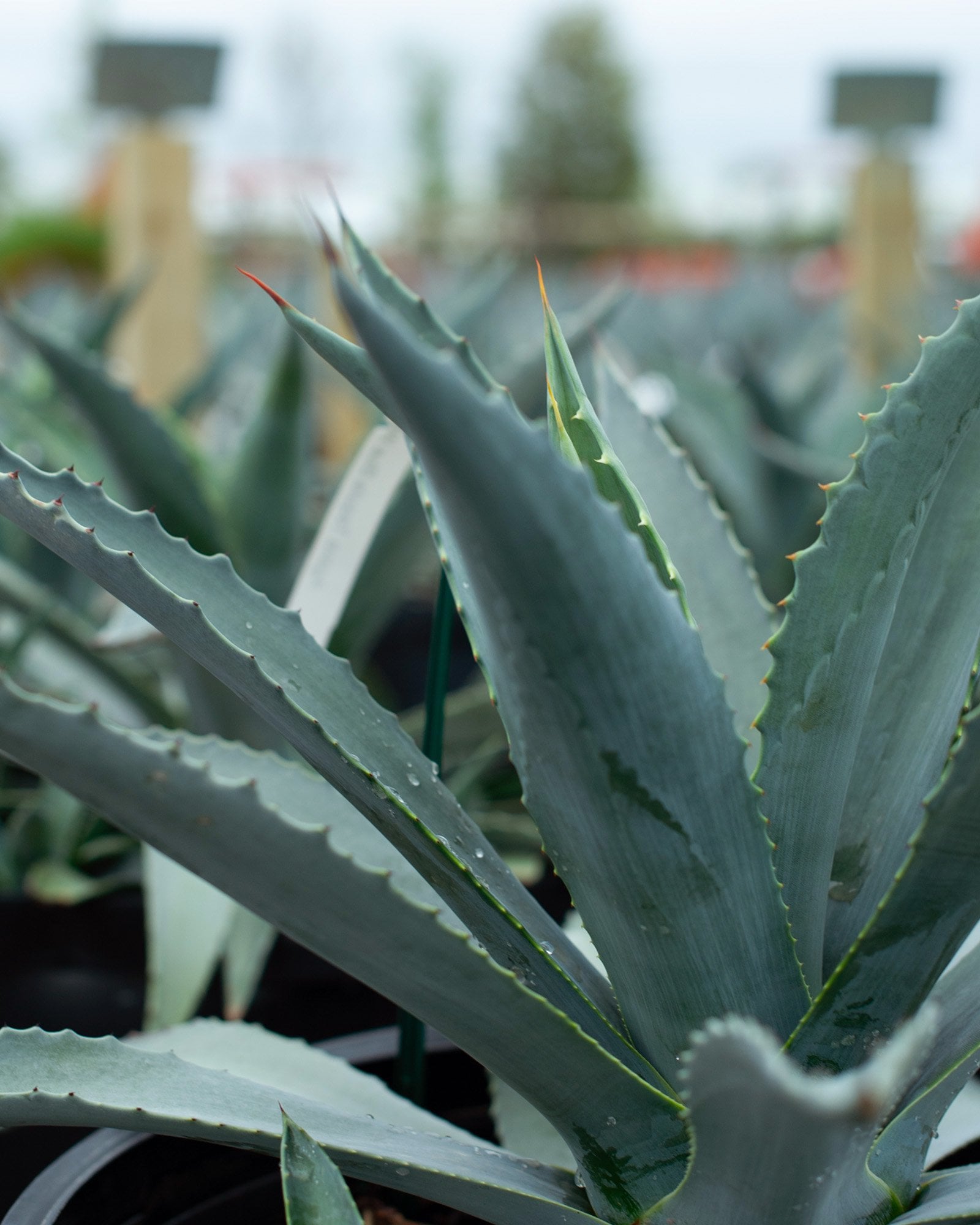 Whale's Tongue Agave 'Frosty Blue' | Order Online | Treeland Nursery