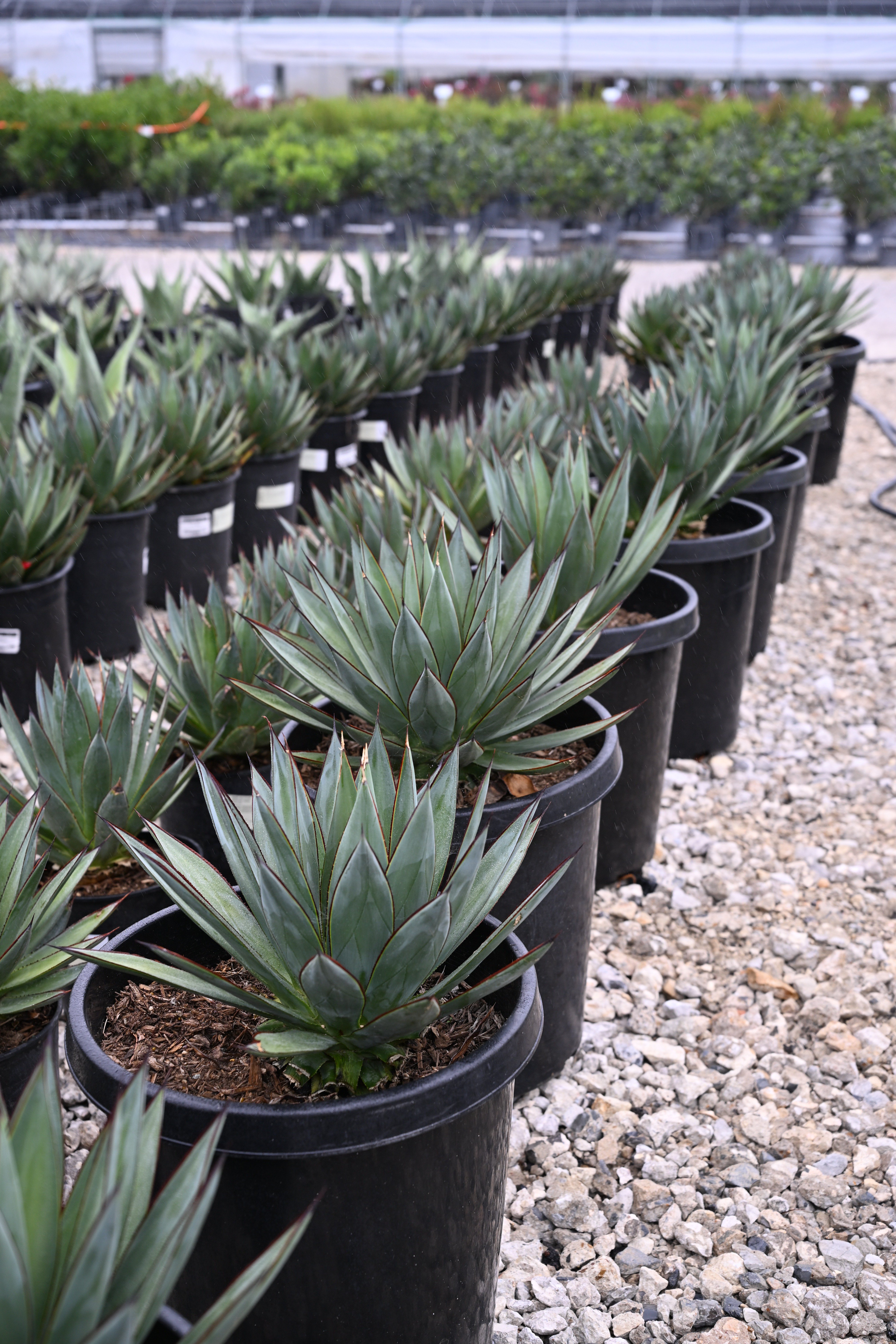 Crazy Horse Agave | Order Online | Treeland Nursery