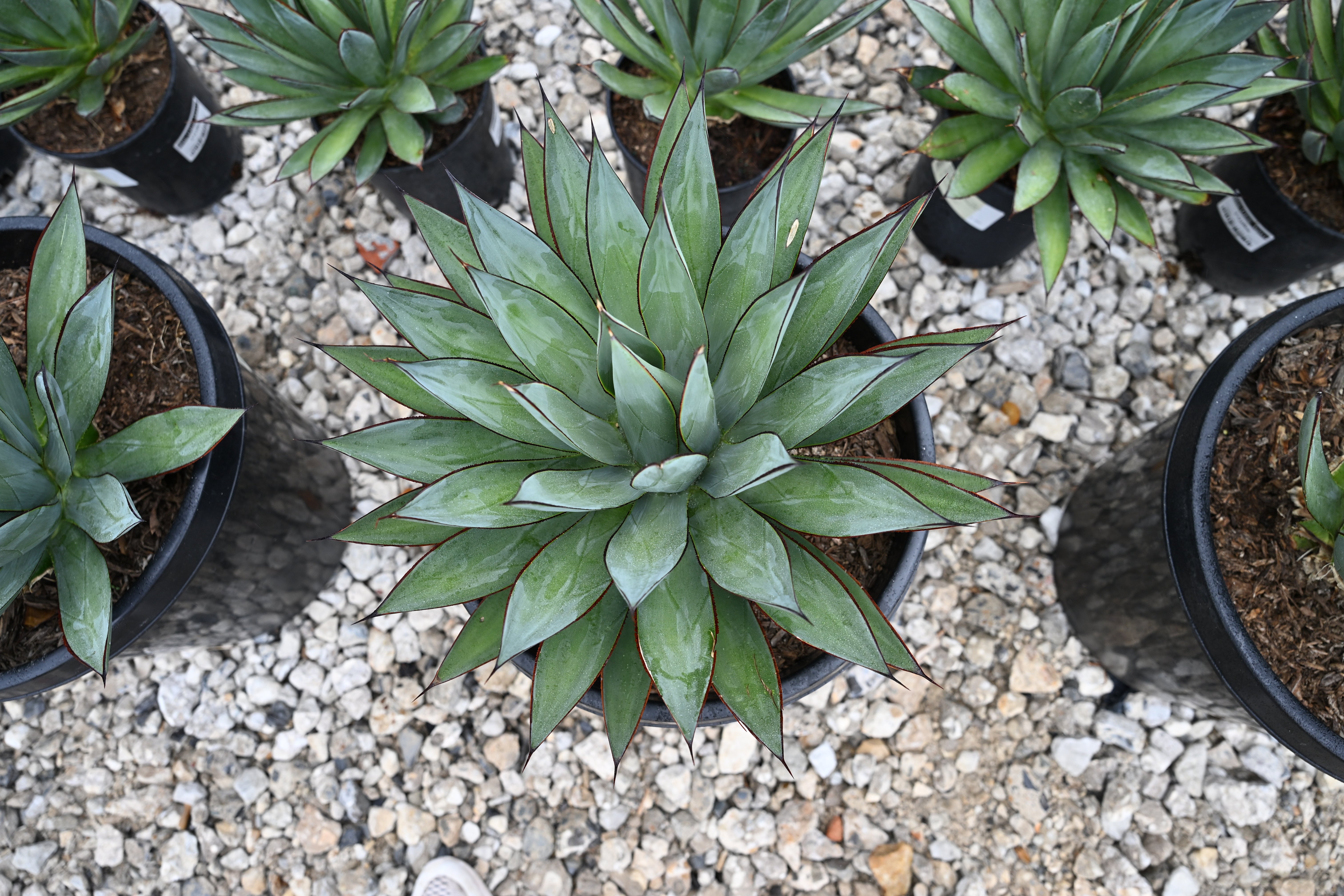 Blue Glow Agave | Order Online | Treeland Nursery