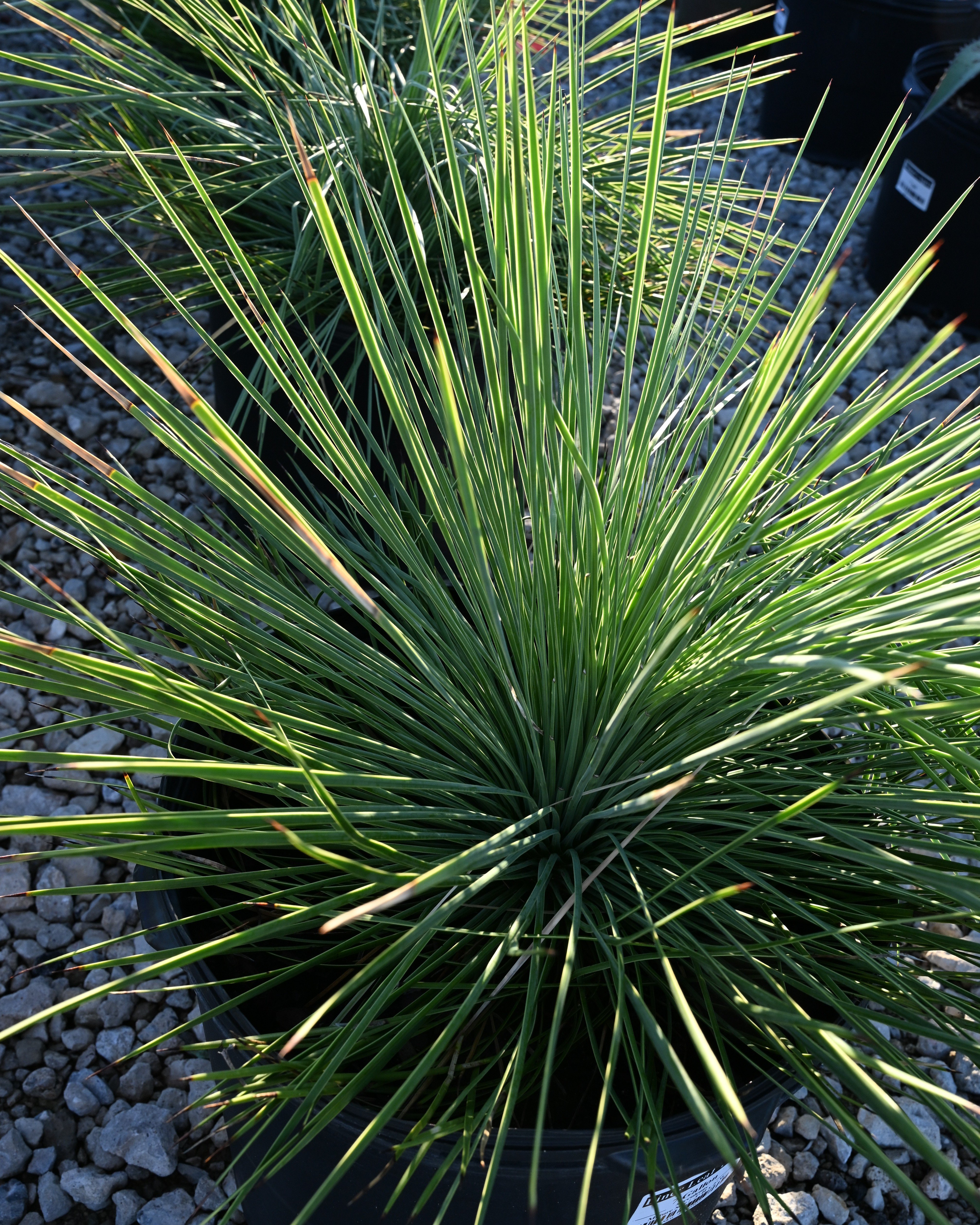 Spanish Dagger Variegated Yucca | Order Online | Treeland Nursery