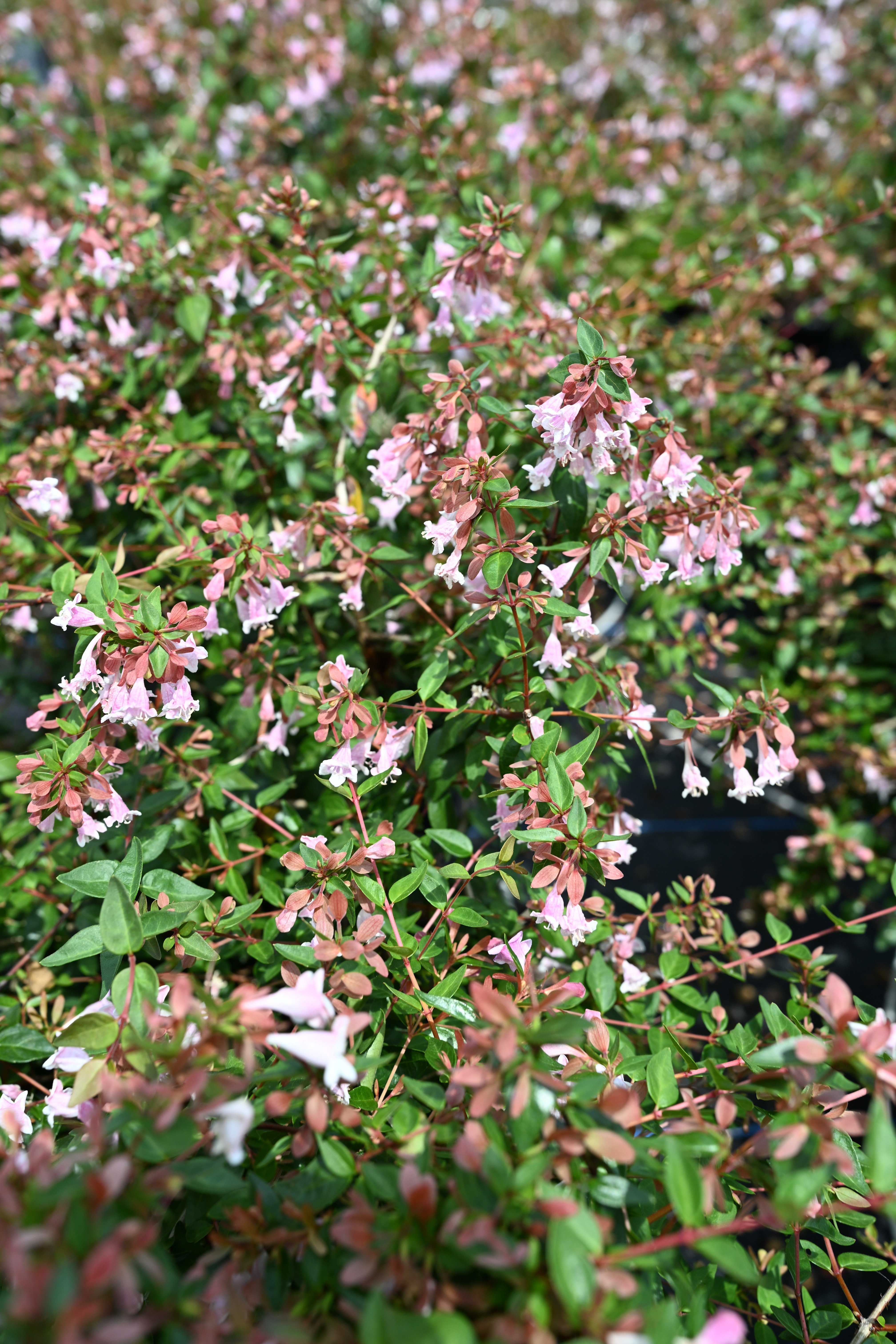 Edward Goucher Abelia | Order Online | Treeland Nursery