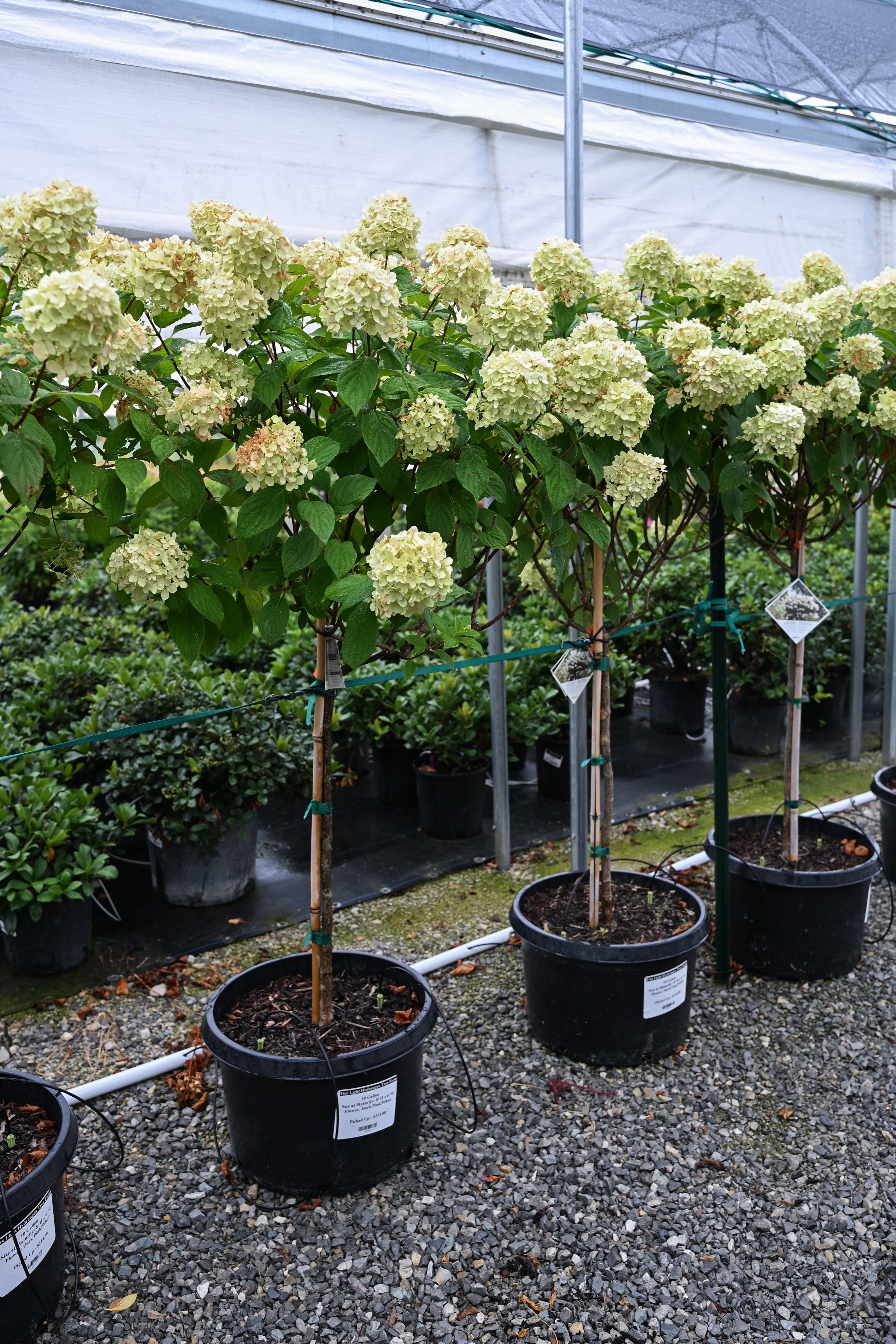 即購入ok hydrangea 様 Oakleaf Hydrangea Jetstream | Order Online | Treeland Nursery