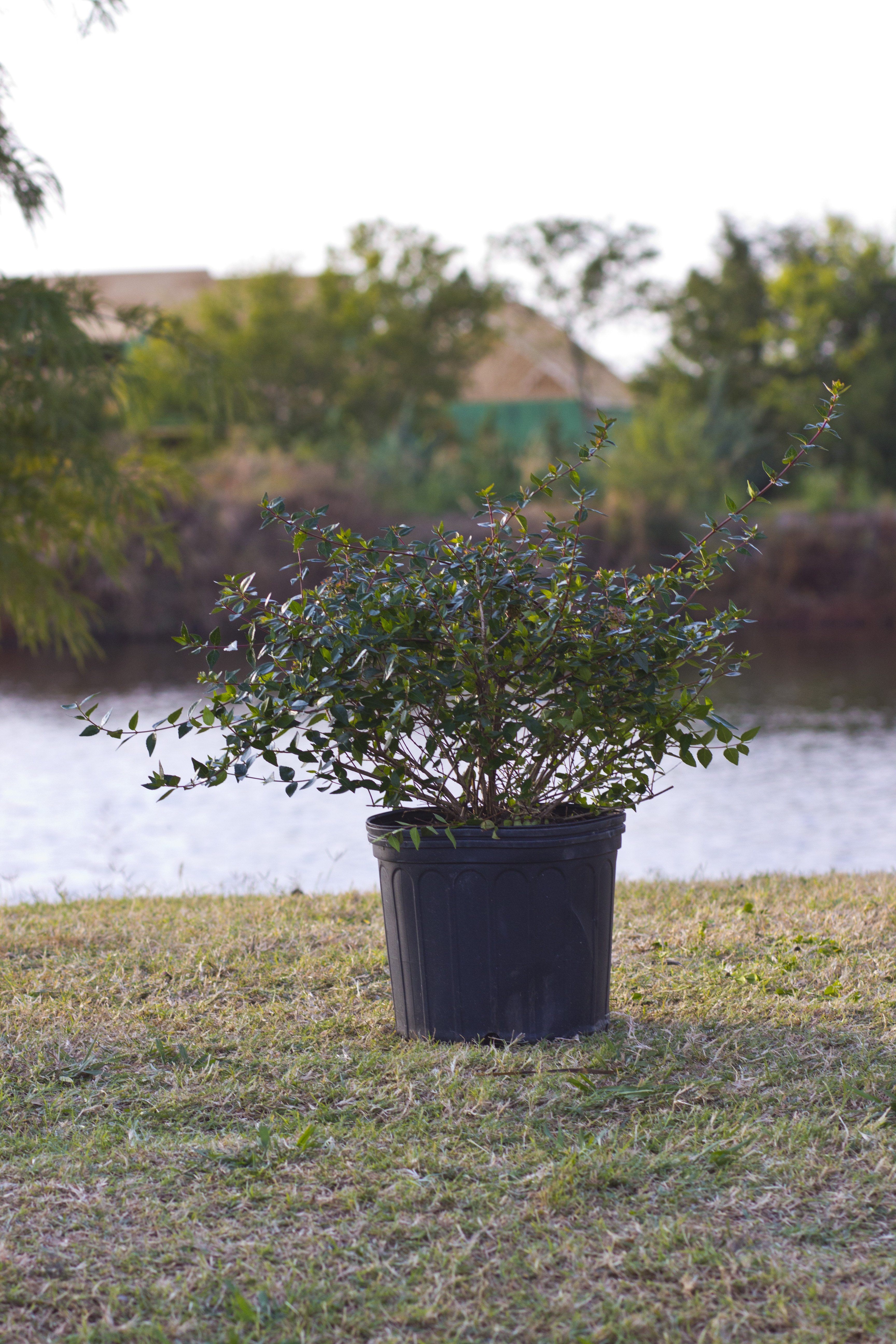 Edward Goucher Abelia | Order Online | Treeland Nursery