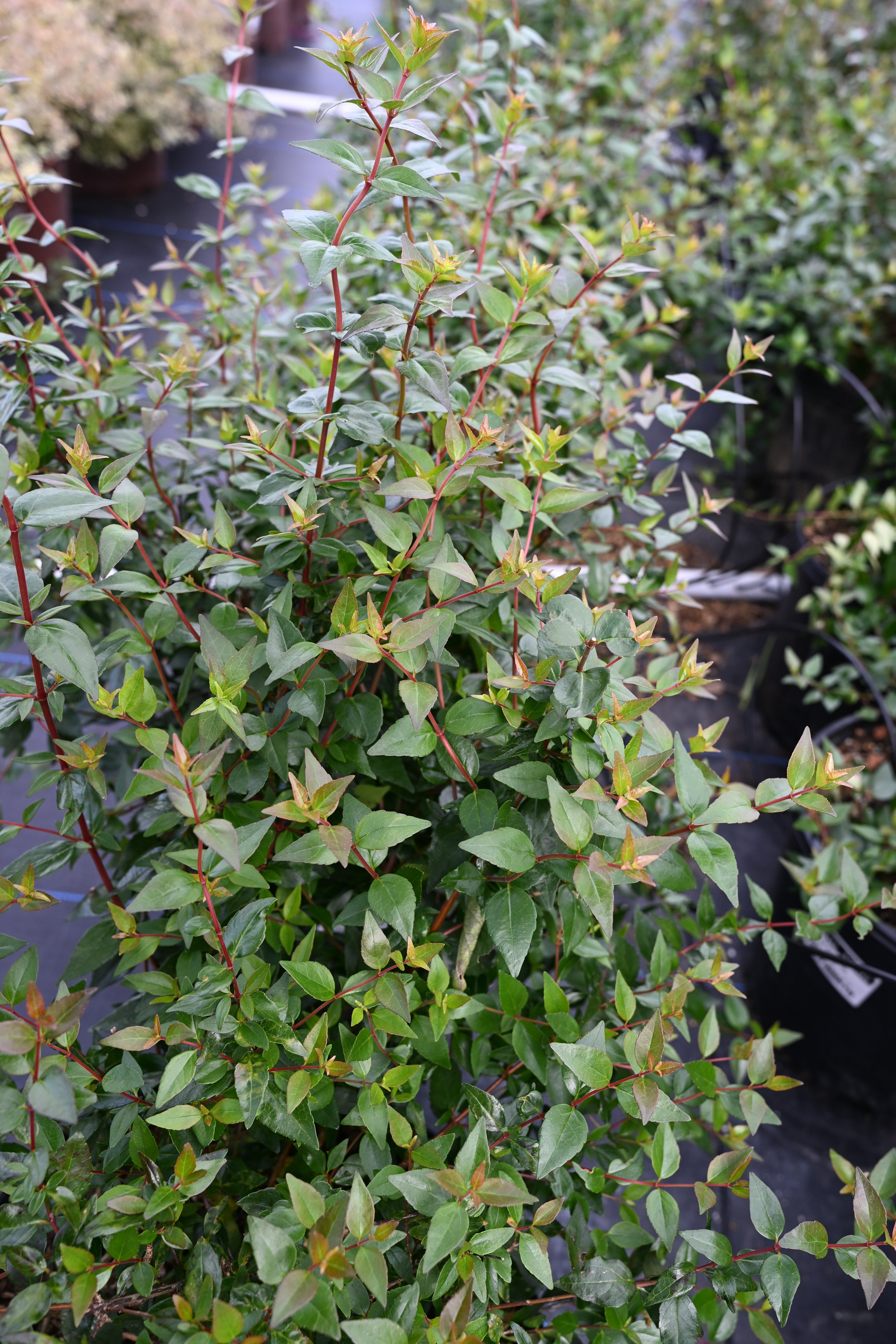Edward Goucher Abelia | Order Online | Treeland Nursery
