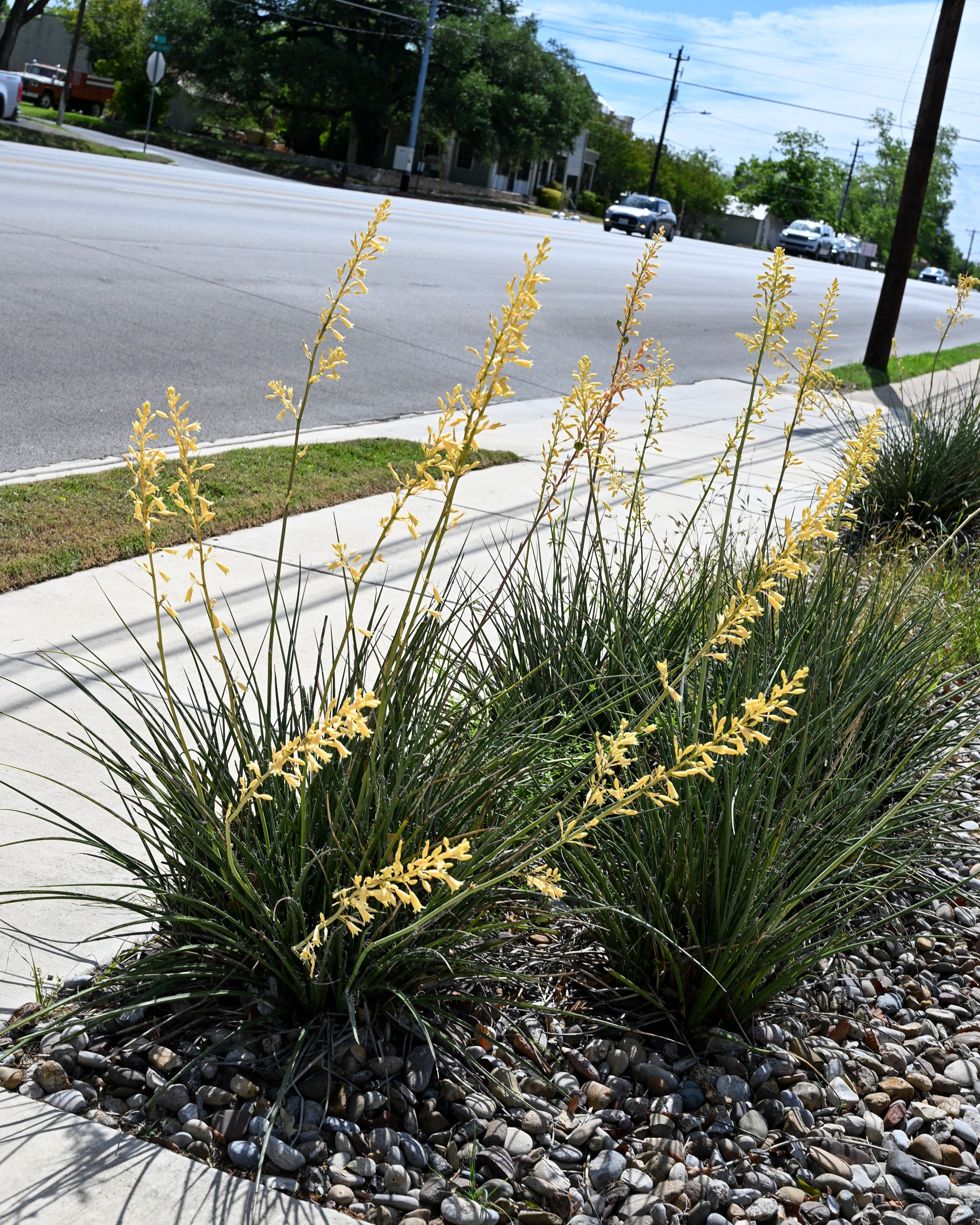 Bright Star Yucca | Order Online | Treeland Nursery