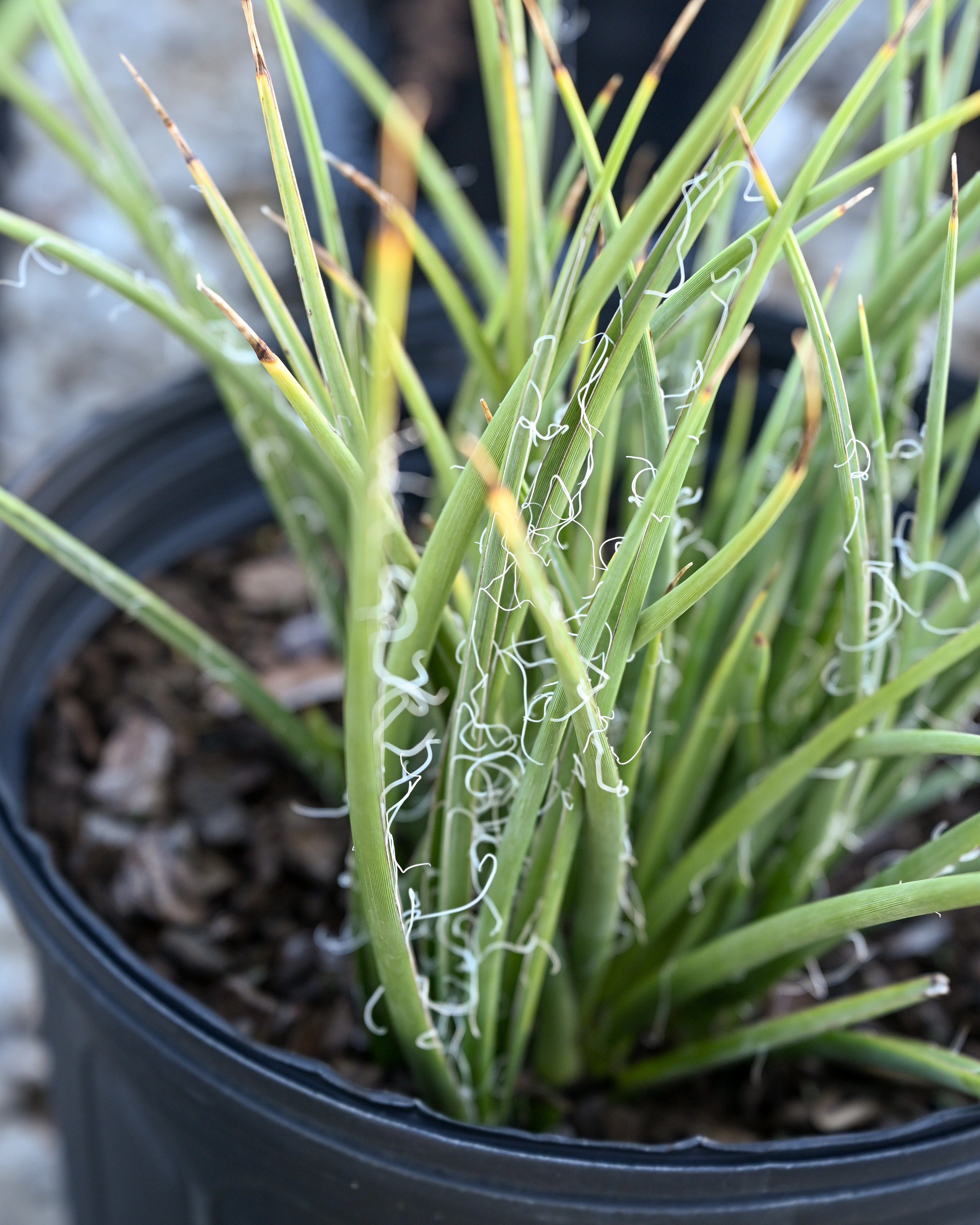 Bright Star Yucca | Order Online | Treeland Nursery