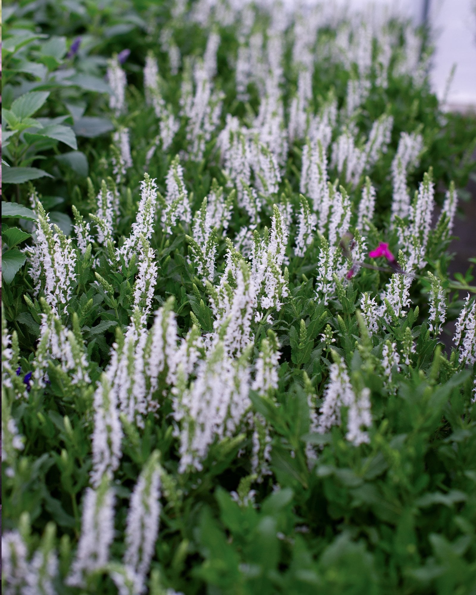 Rockin' Deep Purple Salvia | Order Online | Treeland Nursery